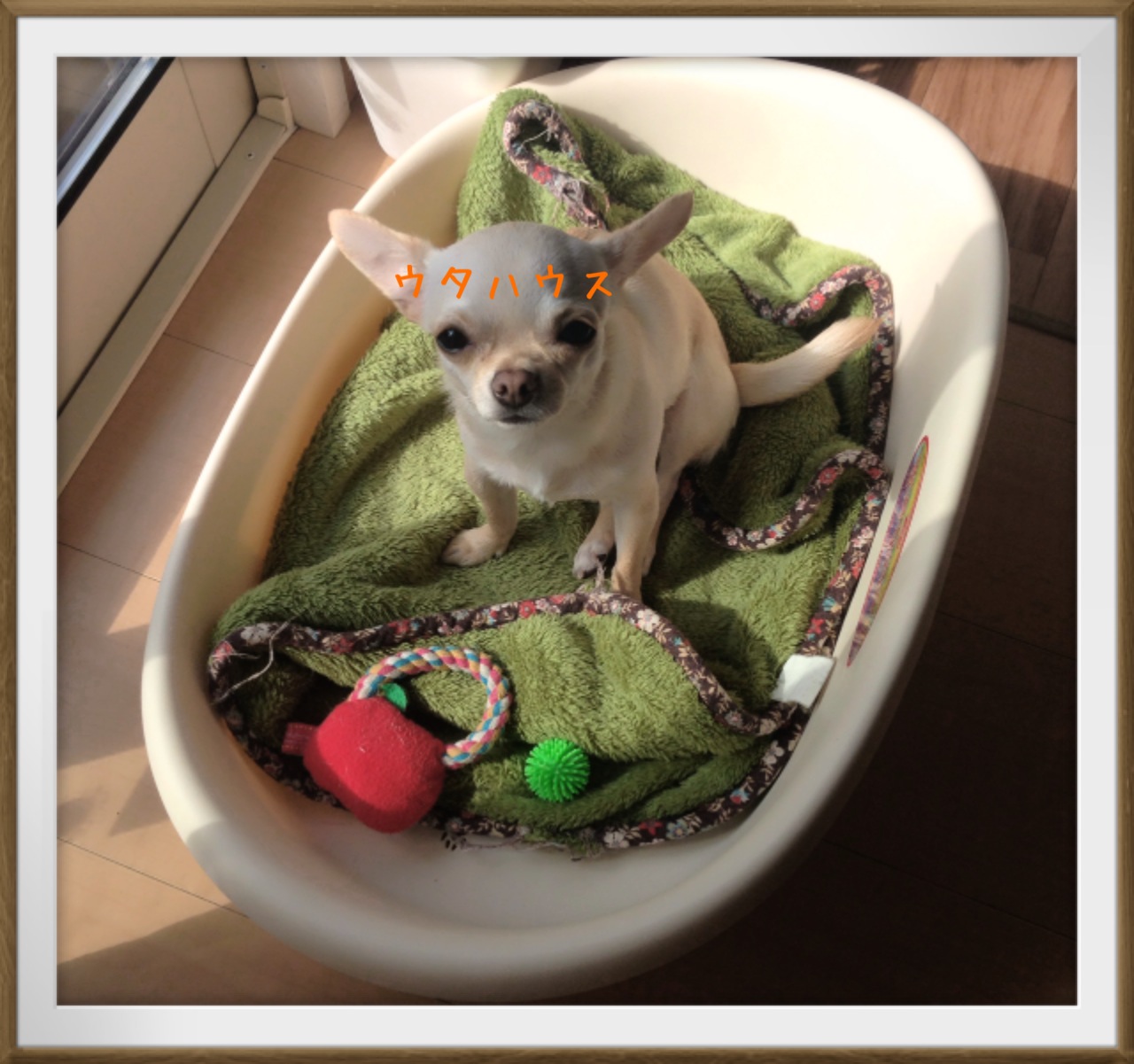 口コミ レビュー ベッド用ケース２ 犬用ベッド ペットベッド クッション ペット用品の通販サイト ペピイ Peppy