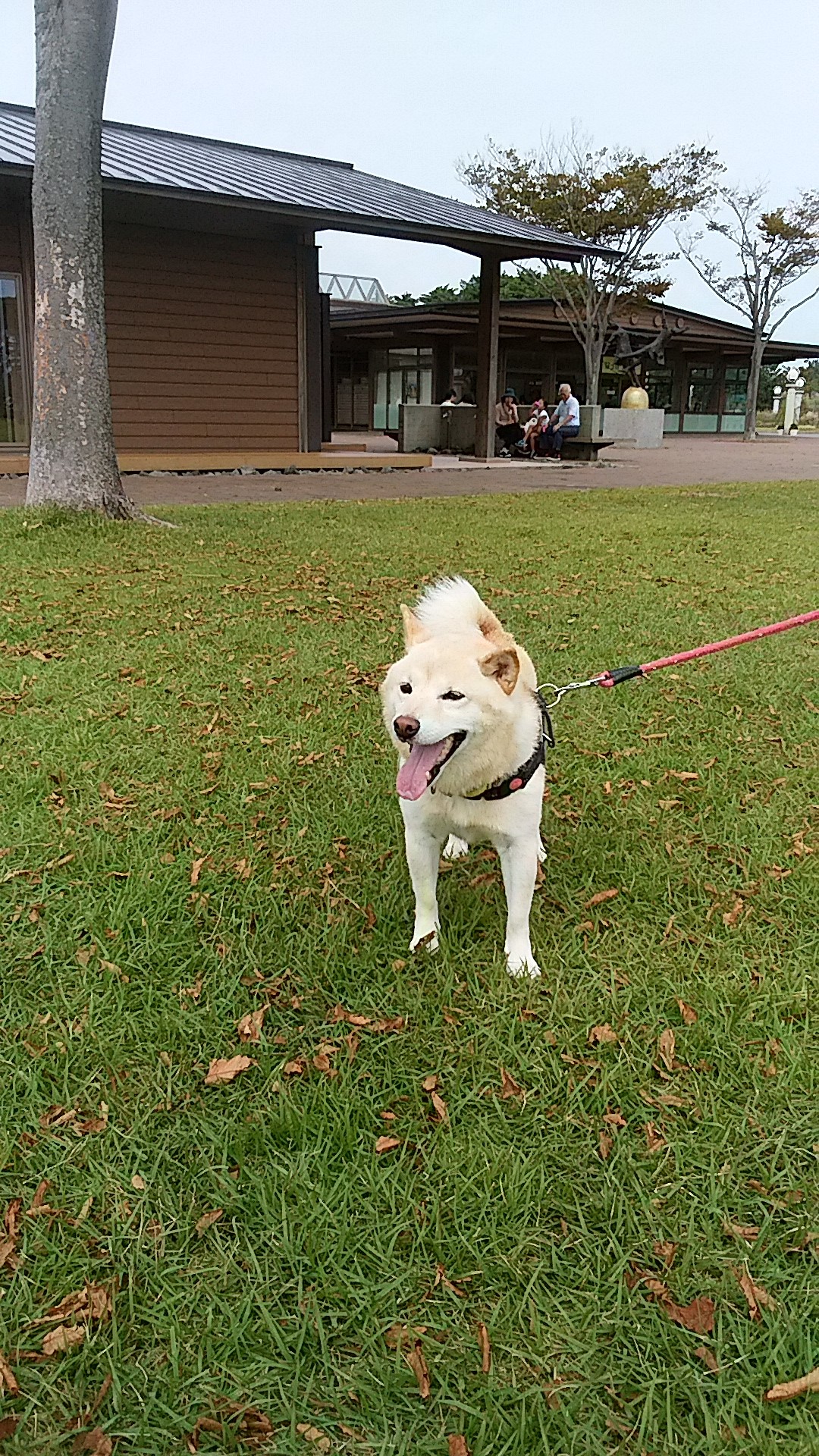 口コミ レビュー ニュートロ シュプレモ 超小型 小型犬 エイジングケア ナチュラルフード 犬用ドライフード プレミアムフード ペット用品の通販サイト ペピイ Peppy