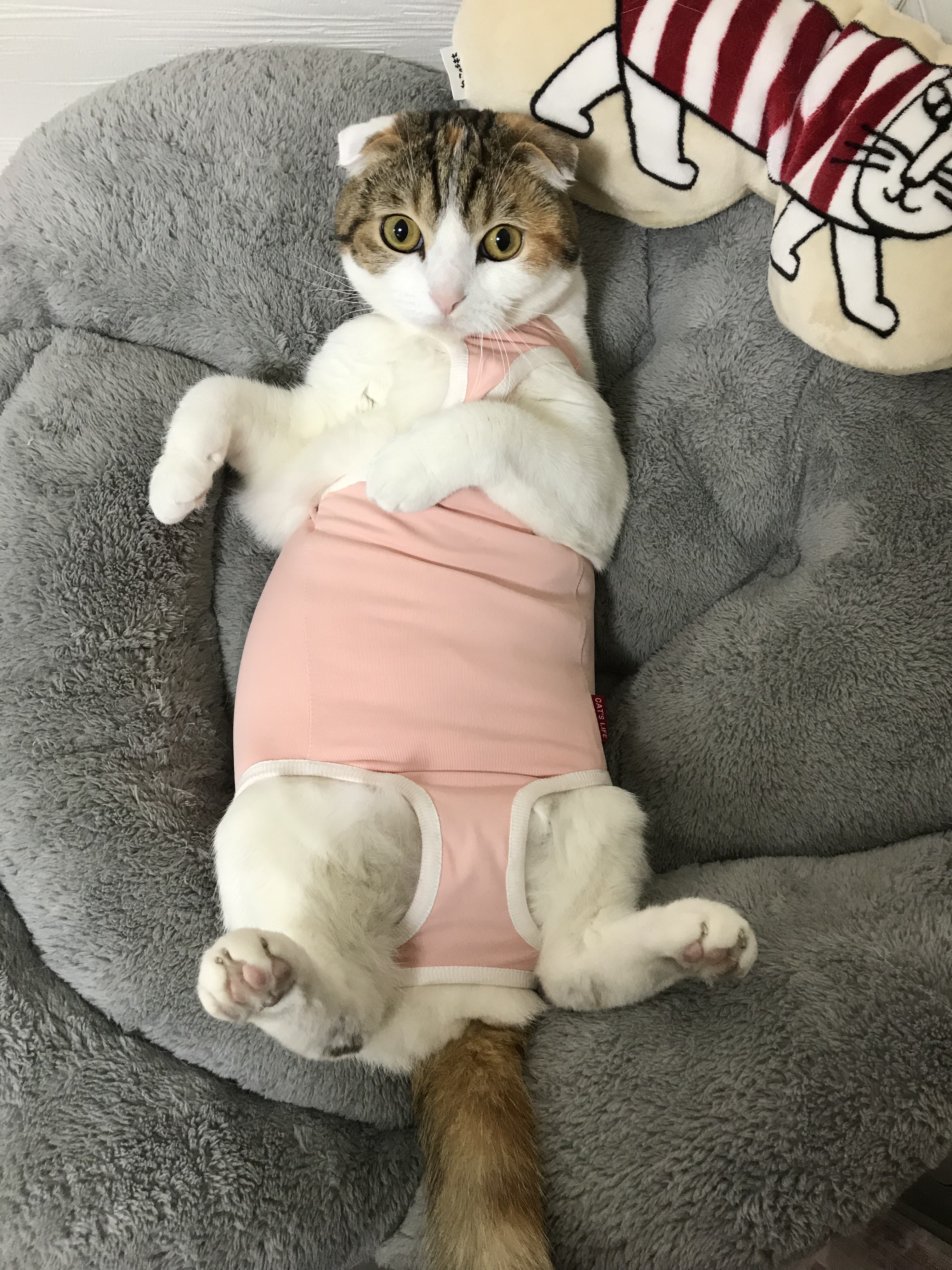 口コミ レビュー ガードスーツ 猫用ウェア ペット用品の通販サイト ペピイ Peppy