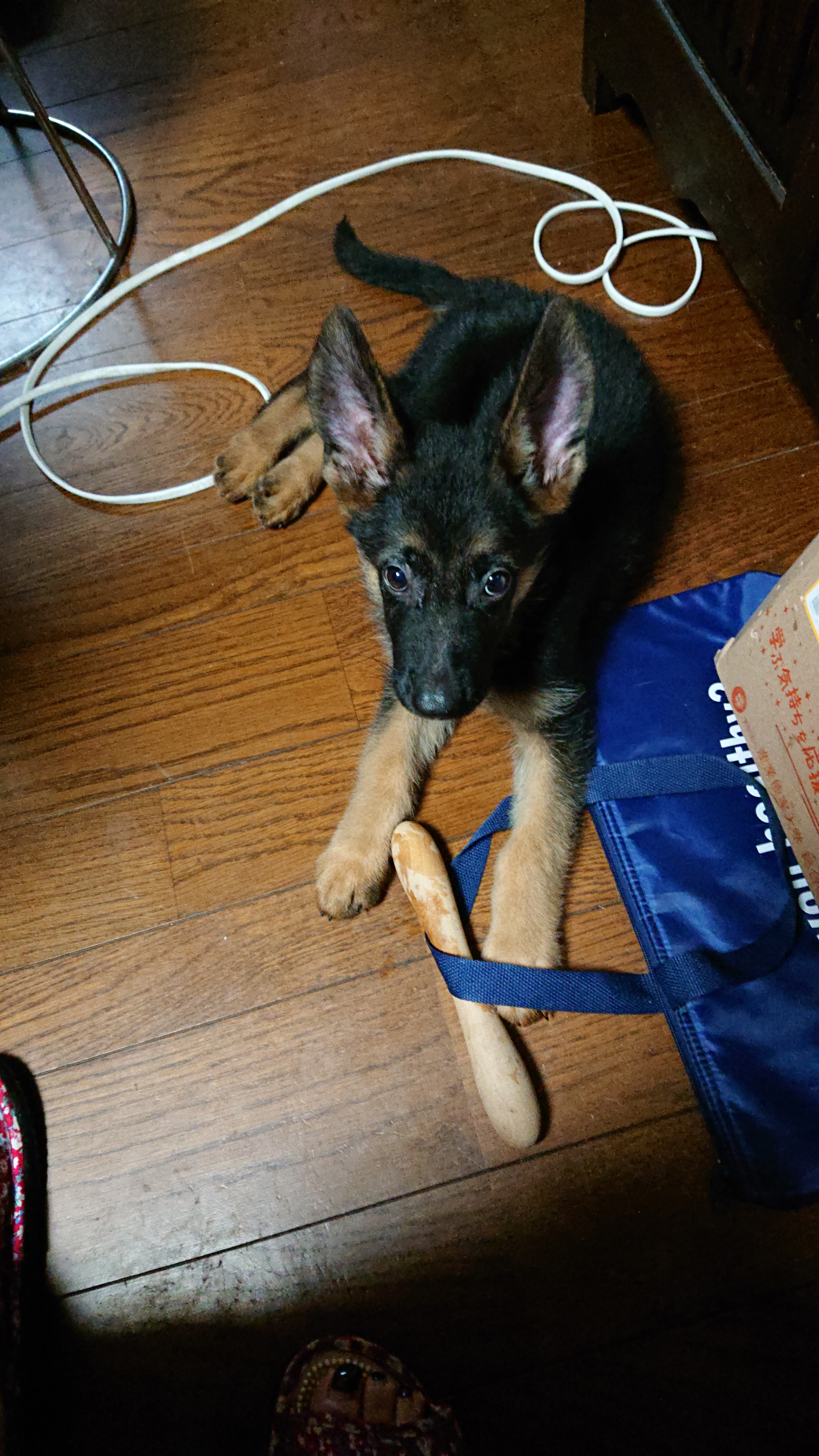 口コミ レビュー appydog オーガニックコットントイ 犬用おもちゃ ペット用品の通販サイト ペピイ Peppy 口コミ レビュー appydog オーガニックコットントイ 犬用おもちゃ ペット用品の通販サイト ペピイ Peppy