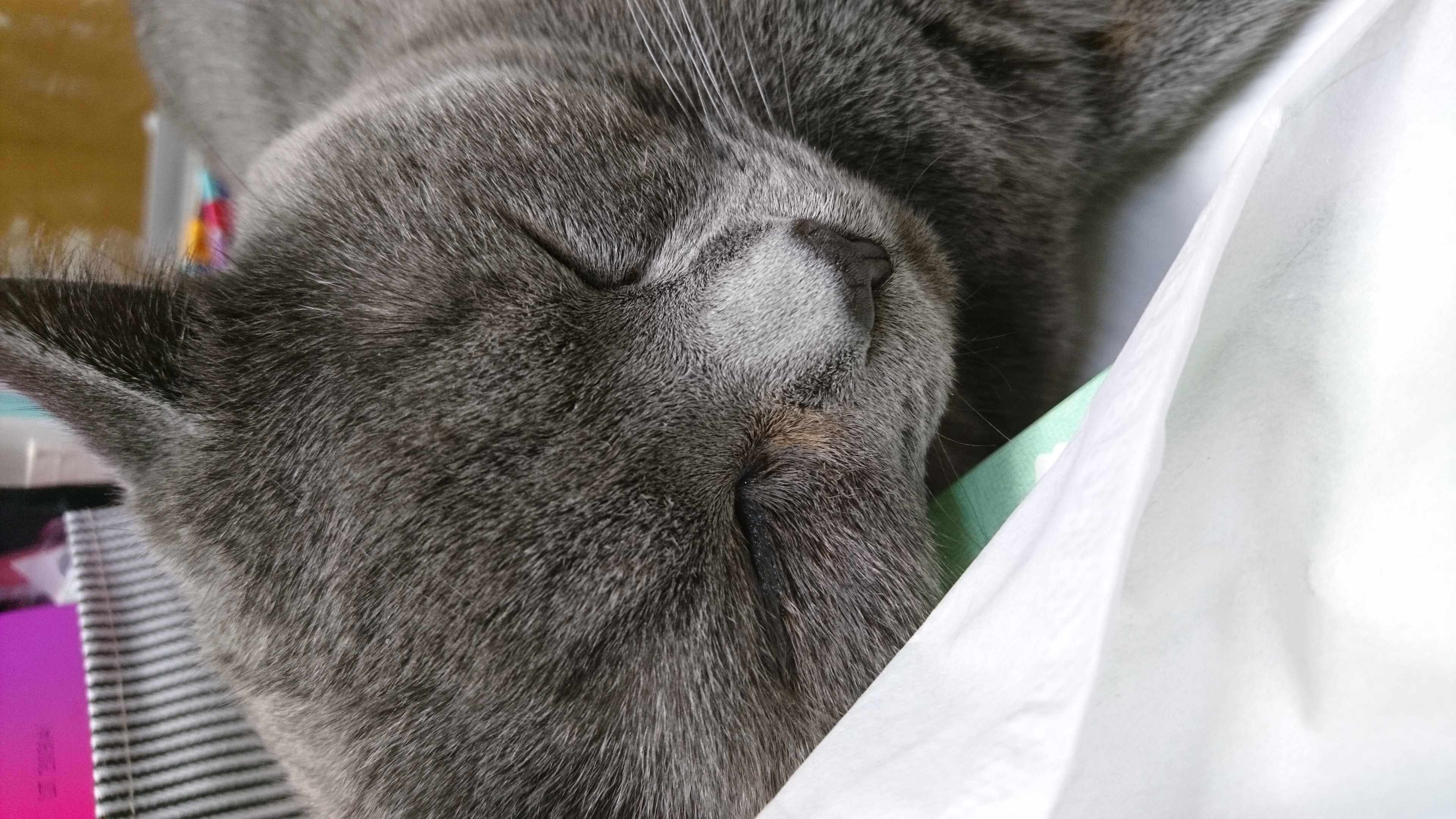 口コミ レビュー ししゃもねこネックピロー 雑貨 ペット用品の通販サイト ペピイ Peppy