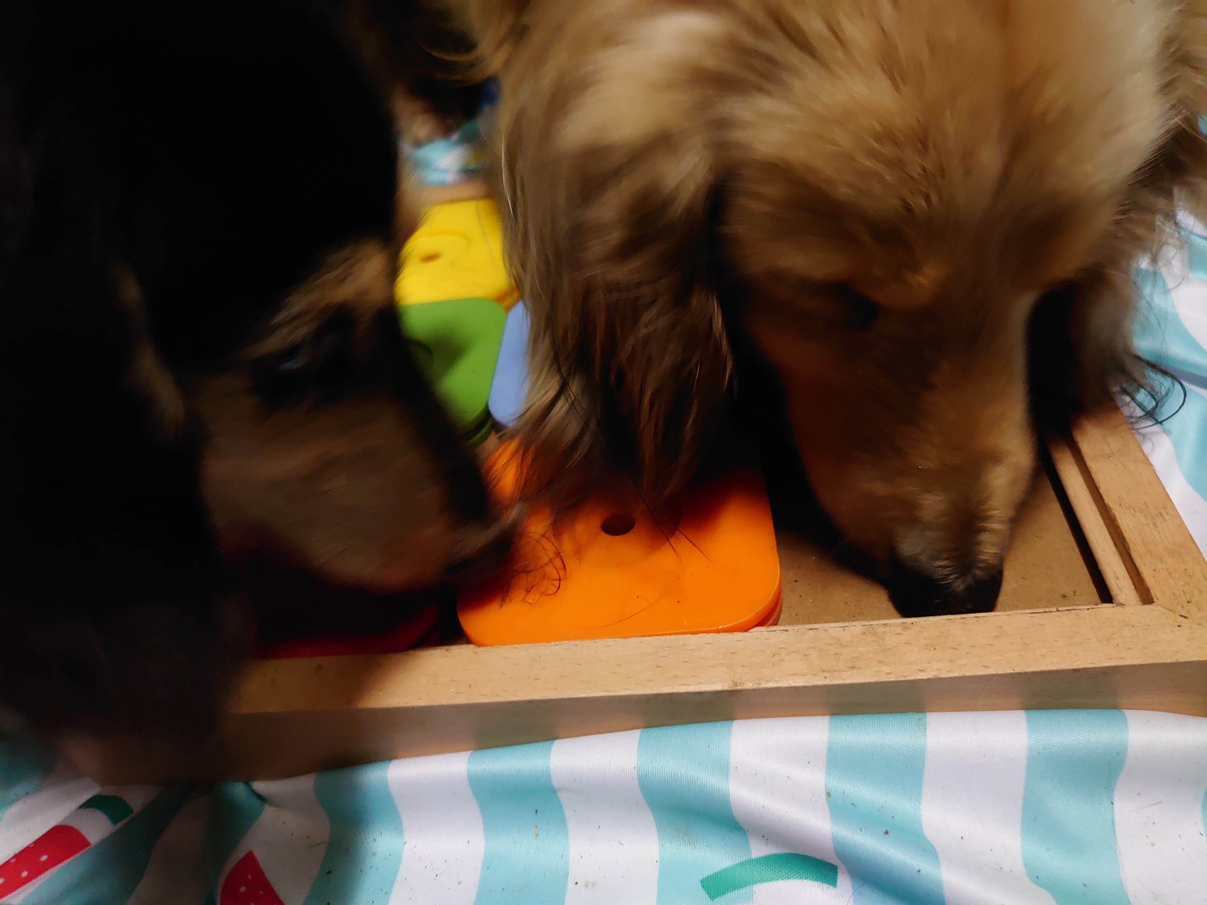 口コミ レビュー Dog Sudoku スライドパズル カラフル 犬用おもちゃ ペット用品の通販サイト ペピイ Peppy