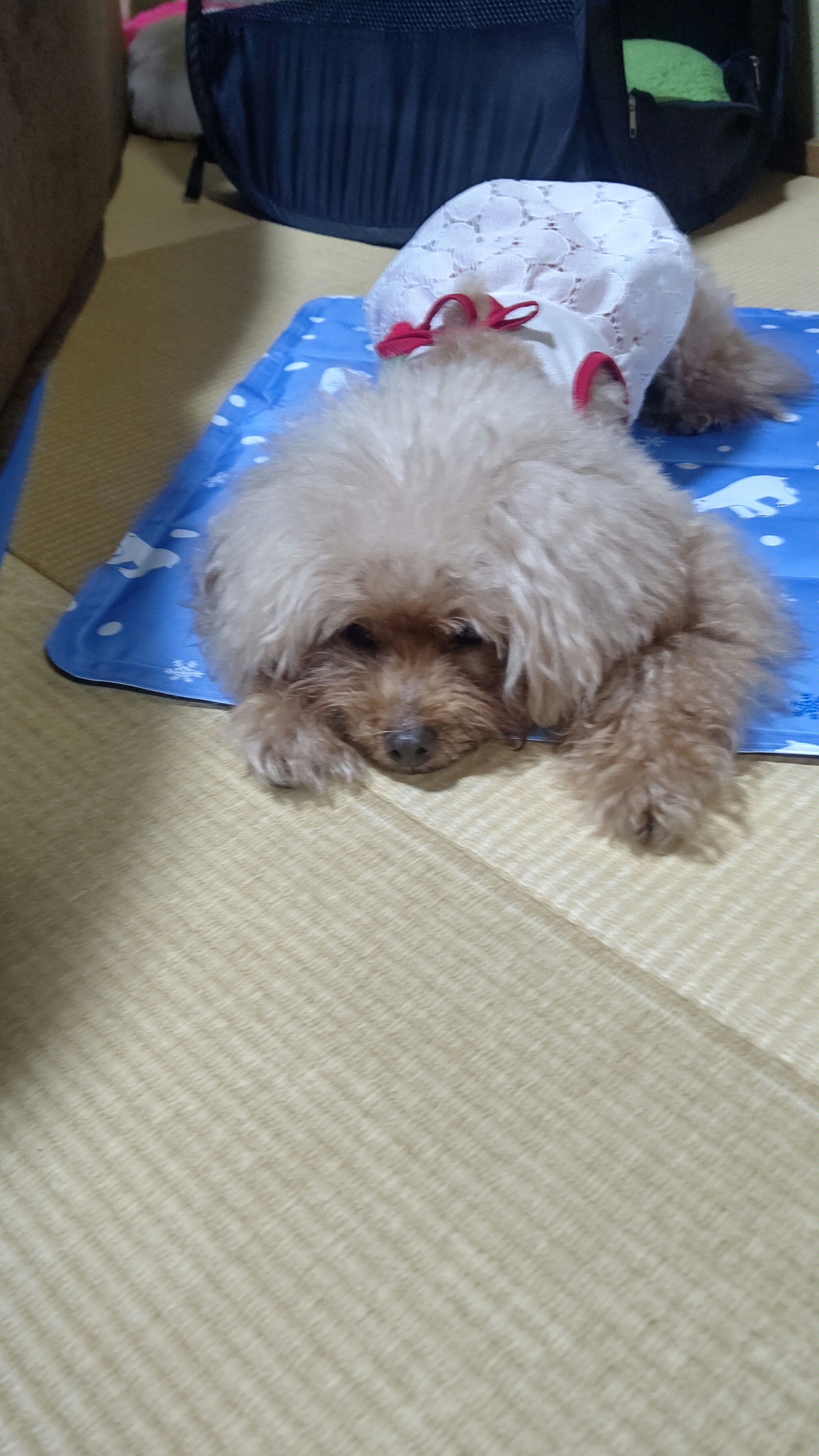 口コミ レビュー ひんやり涼感マット 滑り防止マット カーペット ペット用品の通販サイト ペピイ Peppy