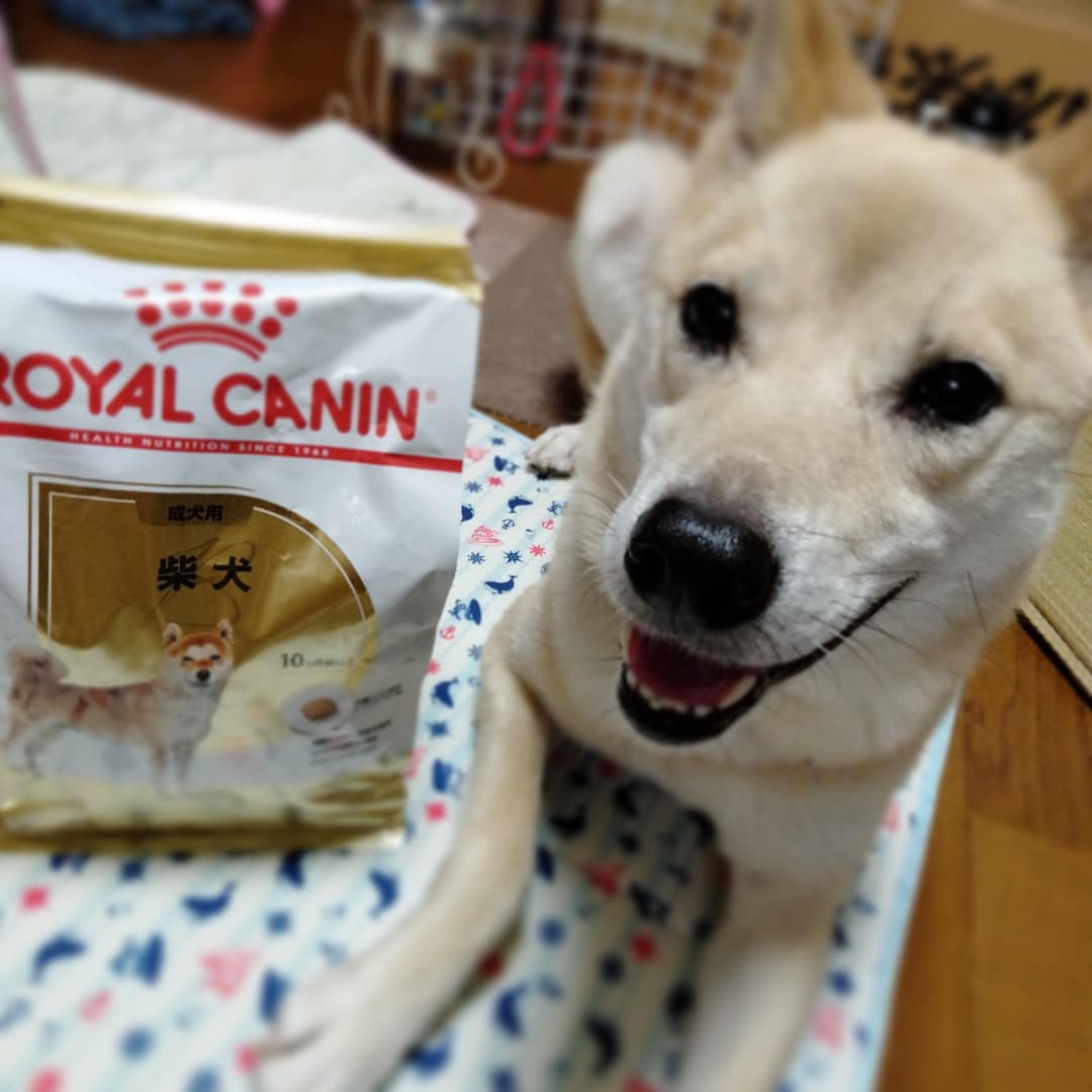 送料0円 ロイヤルカナン犬 柴犬 成犬用 8kg BHN 犬用品