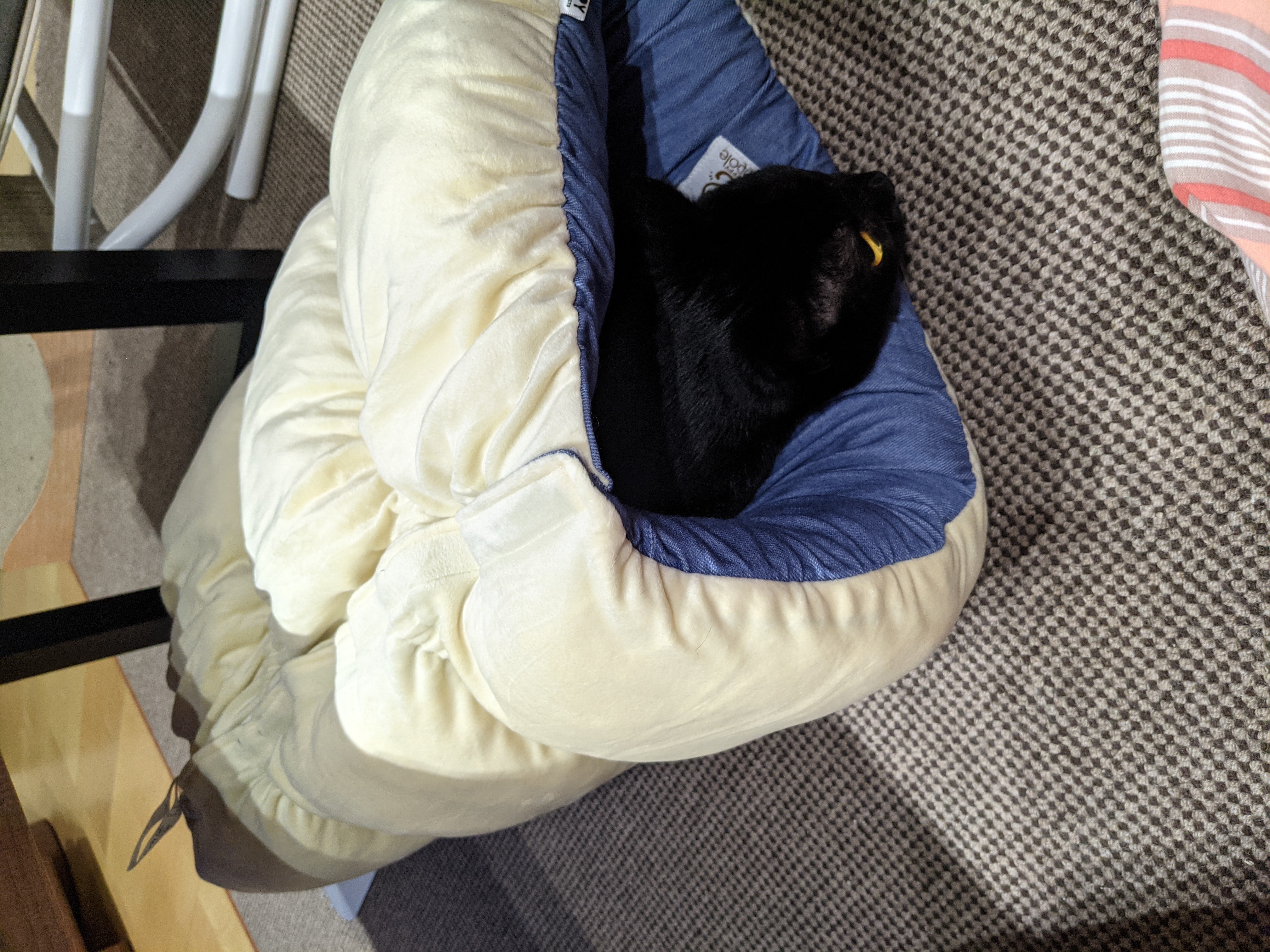 口コミ レビュー ｓｉｐｐｏｌｅ ２ｗａｙロールクッション 犬用ベッド ペットベッド クッション ペット用品の通販サイト ペピイ Peppy