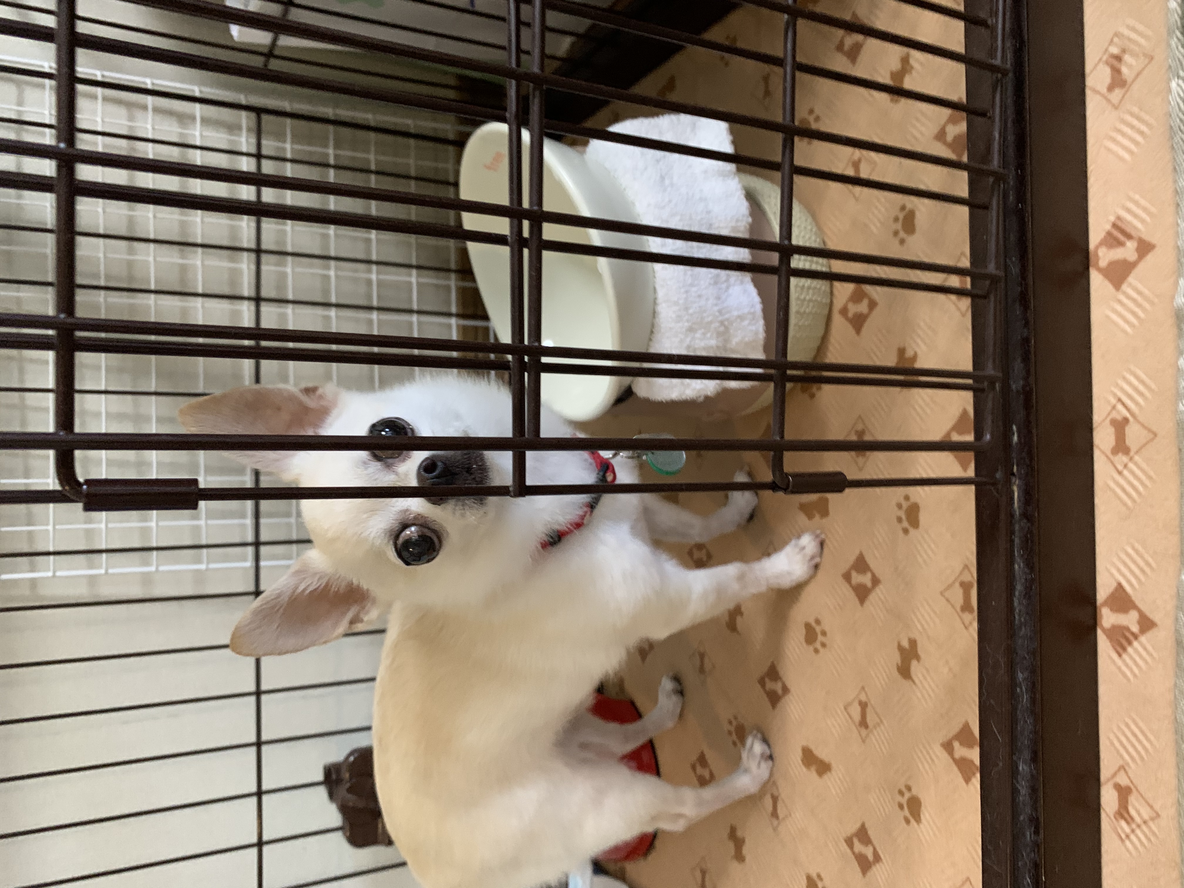 口コミ レビュー ルルパスタンド 看護 食事補助 ペット用品の通販サイト ペピイ Peppy