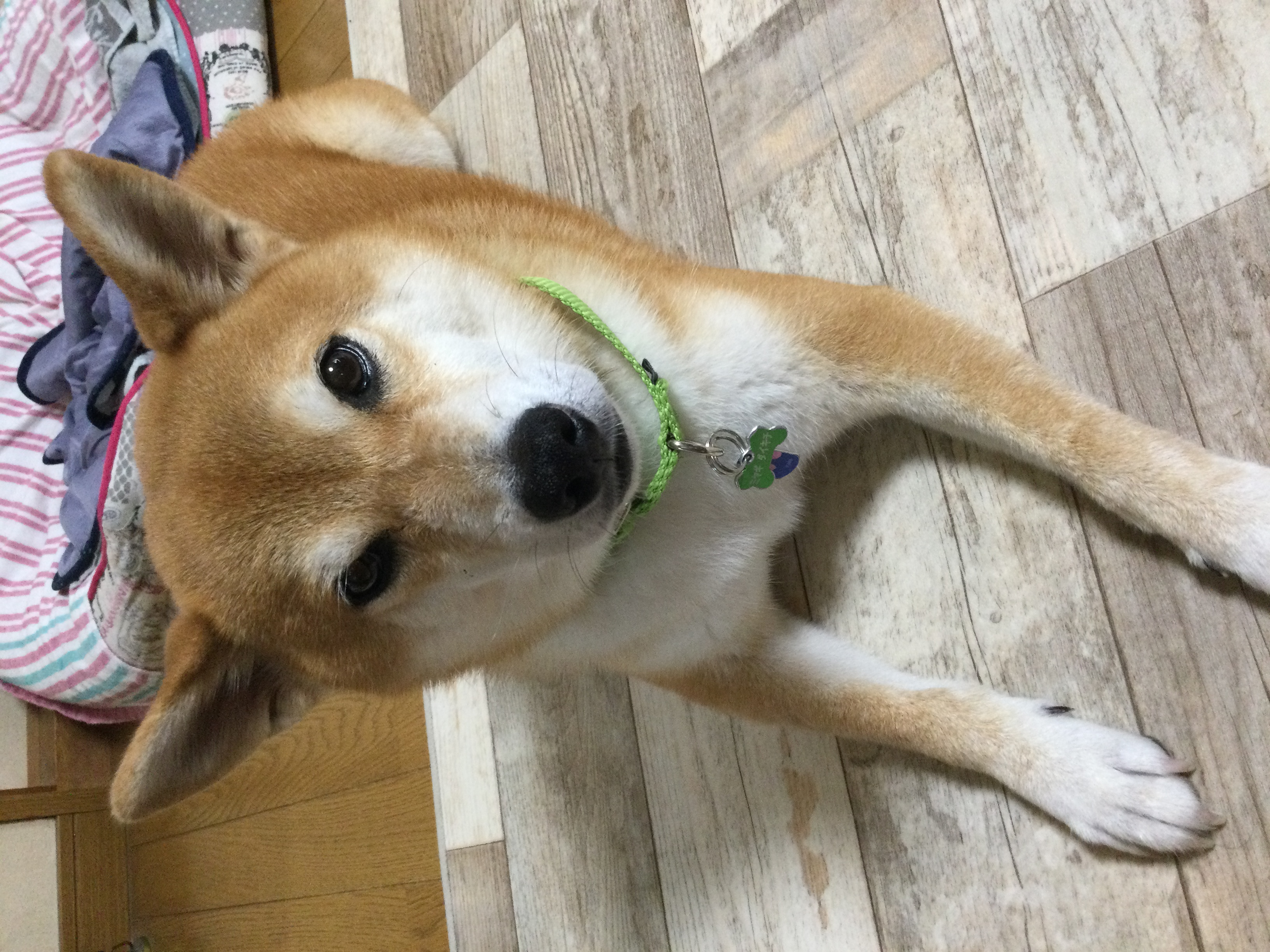 口コミ レビュー ペディペディハーブ ペット用虫よけスプレー ノミダニ蚊対策 ペット用品の通販サイト ペピイ Peppy