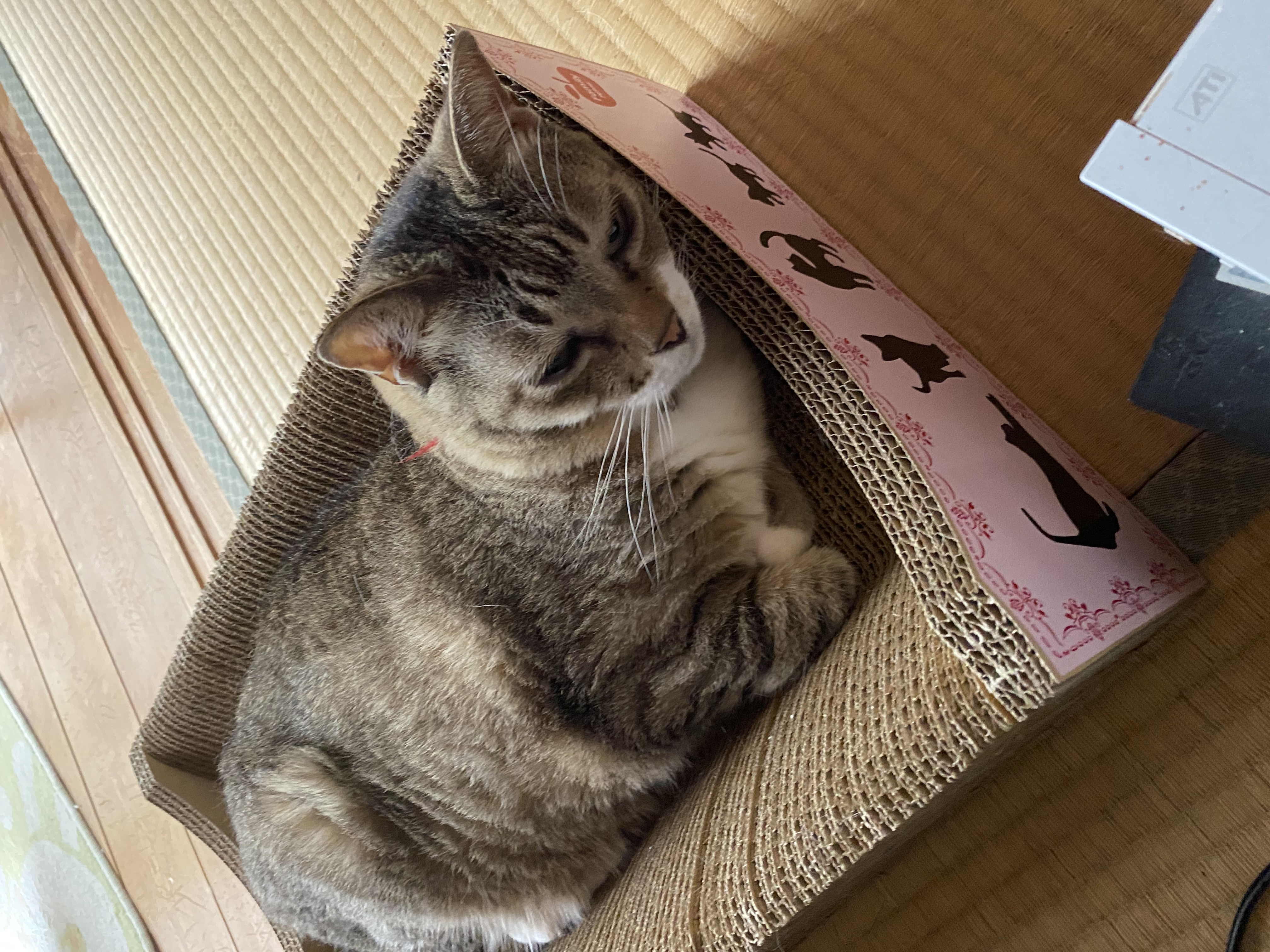 口コミ レビュー くつろげる爪とぎベッド 猫用おもちゃ ペット用品の通販サイト ペピイ Peppy