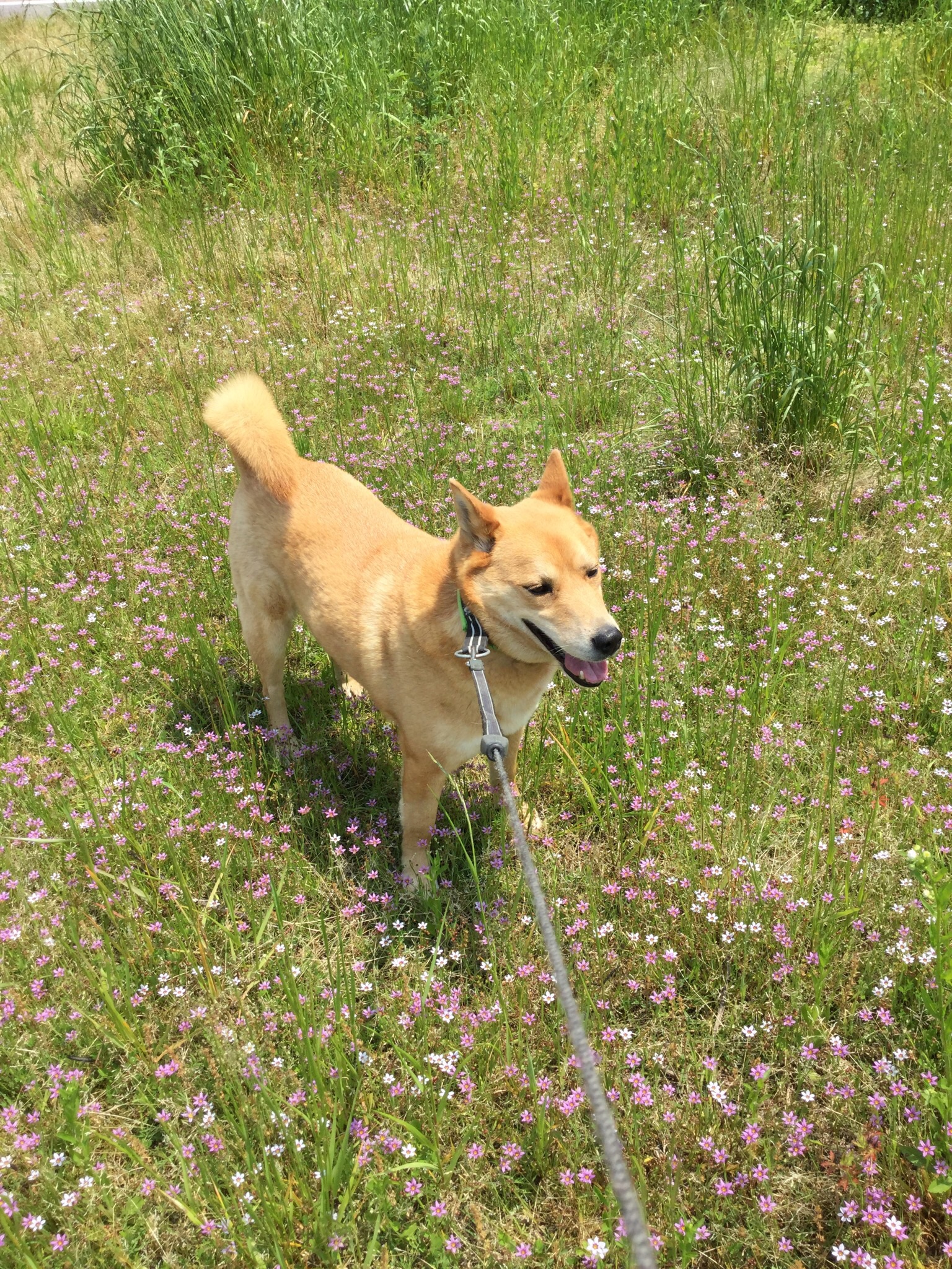 口コミ レビュー アーテミス フレッシュミックス アダルトドッグ 中型犬大型犬成犬用ドッグフード 犬用ドライフード プレミアムフード ペット用品の通販サイト ペピイ Peppy