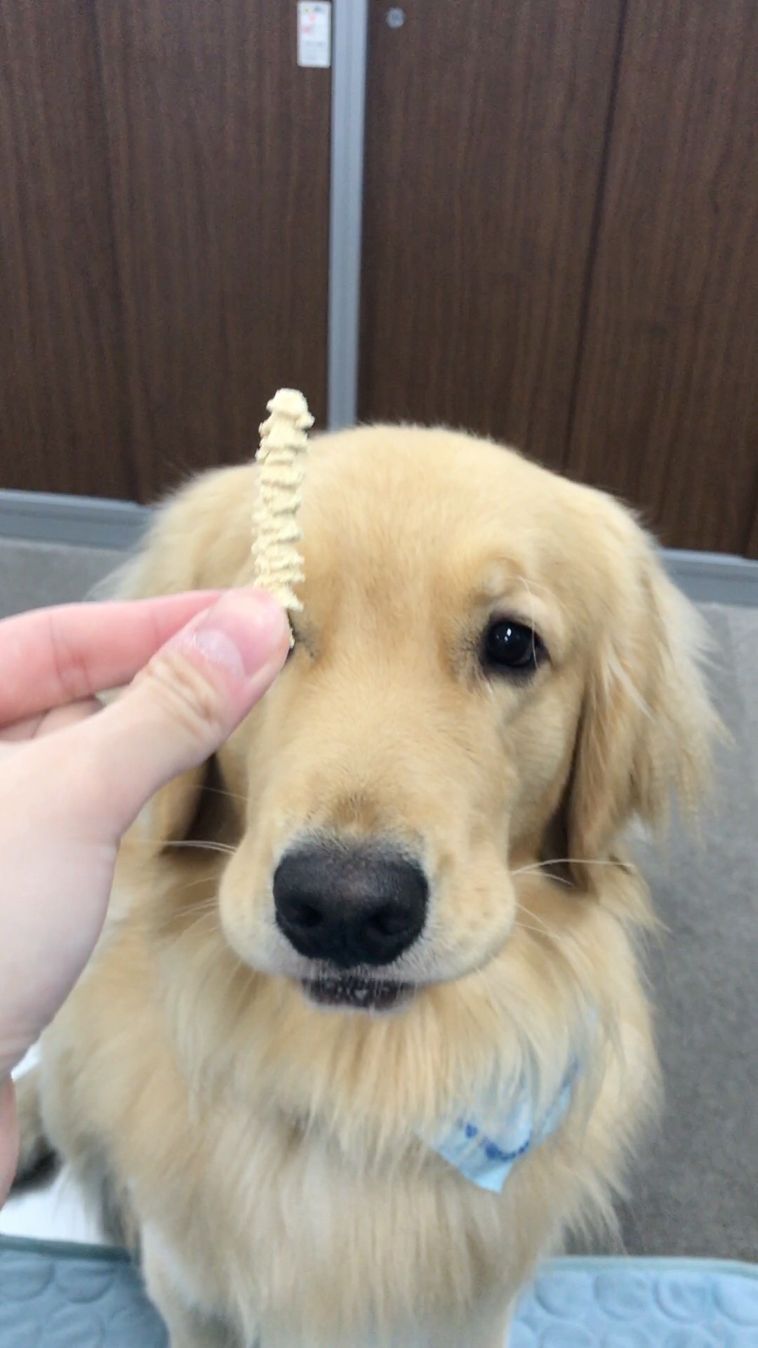 口コミ レビュー ドットわん 枝クッキー 犬用おやつ ペット用品の通販サイト ペピイ Peppy