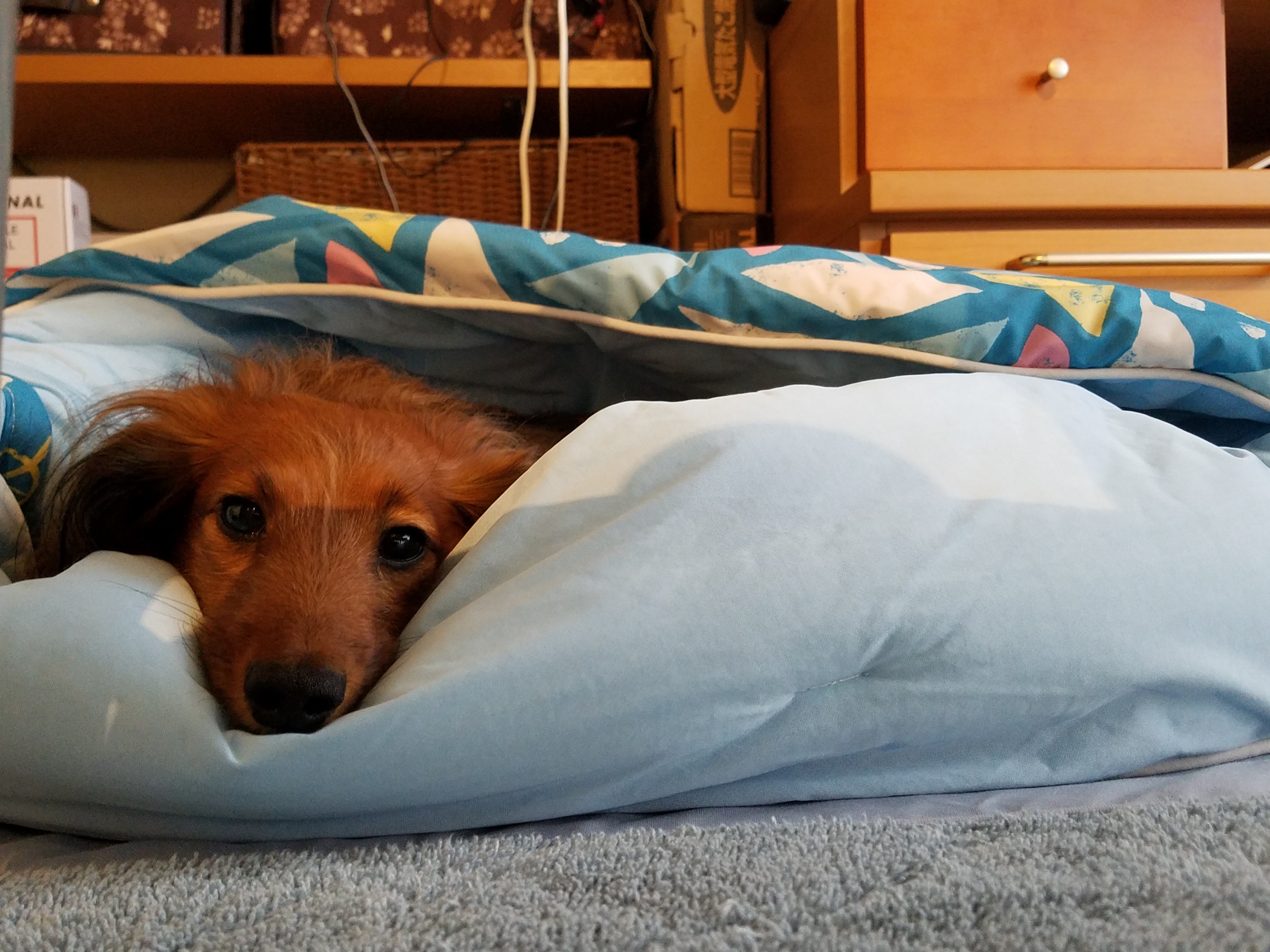 口コミ・レビュー｜涼眠カドルベッド｜ 犬用ベッド（ペットベッド）・クッション｜ ペット用品の通販サイト ペピイ（PEPPY）