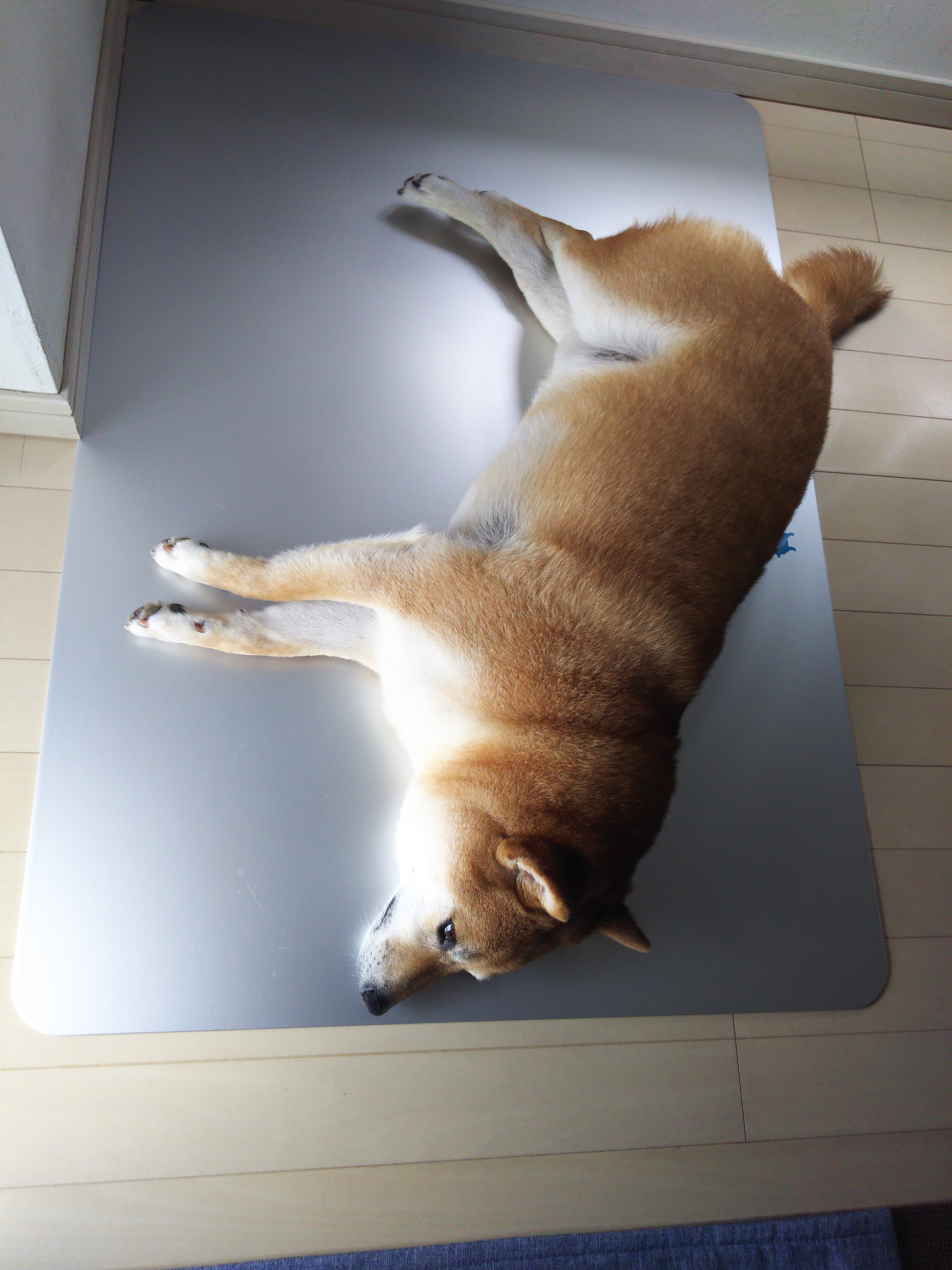 口コミ レビュー 純アルミ製ひんやりプレート 夏用マット クールマット ペット用品の通販サイト ペピイ Peppy