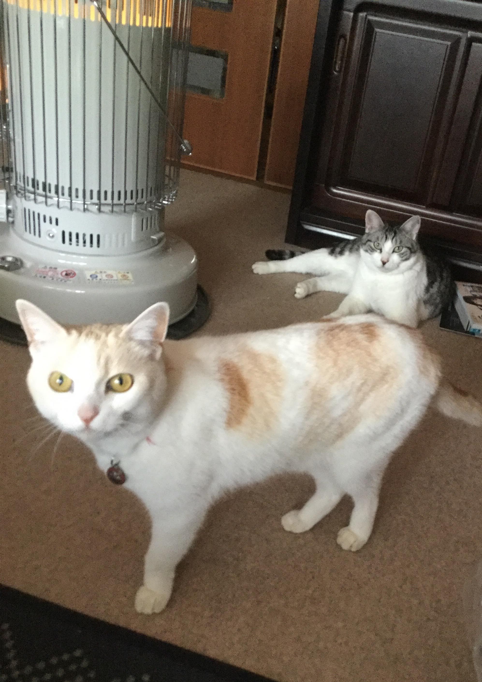 口コミ レビュー アズミラ キャットフォーミュラ 猫用ドライフード プレミアムフード ペット用品の通販サイト ペピイ Peppy