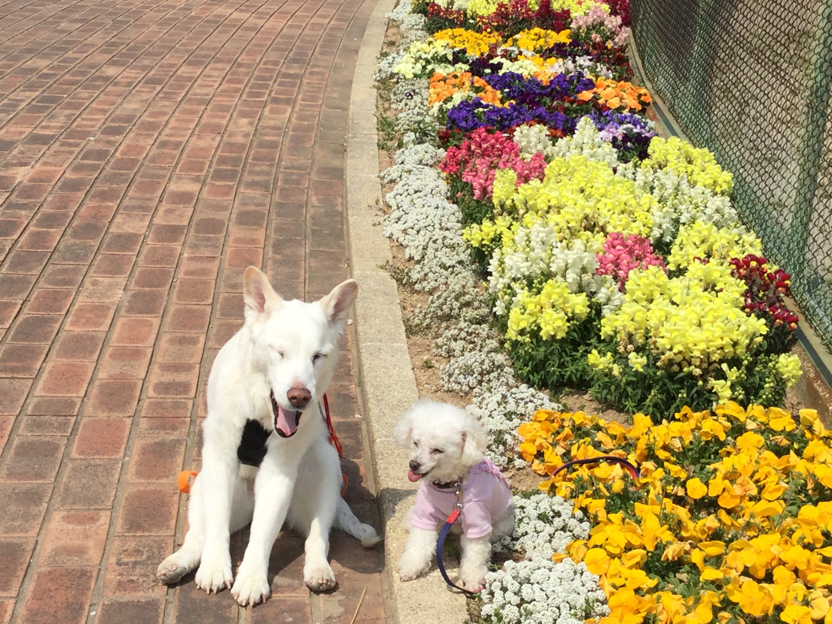 口コミ レビュー わんのはな ボーノサルテ酵素 フルーツザイム 犬用サプリメント ペット用品の通販サイト ペピイ Peppy