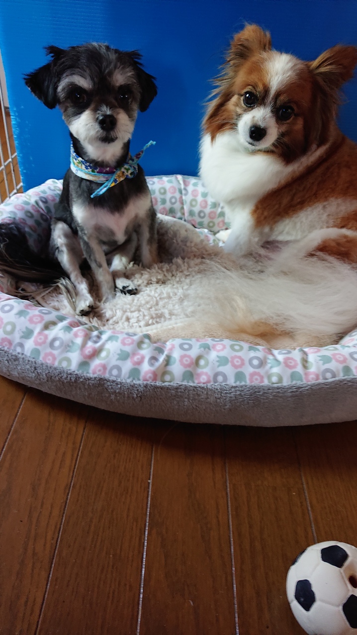 口コミ レビュー ニュートロ シュプレモ ウェットフード ナチュラルフード 犬用ウェットフード 缶詰 レトルトパウチ ペット用品の通販サイト ペピイ Peppy