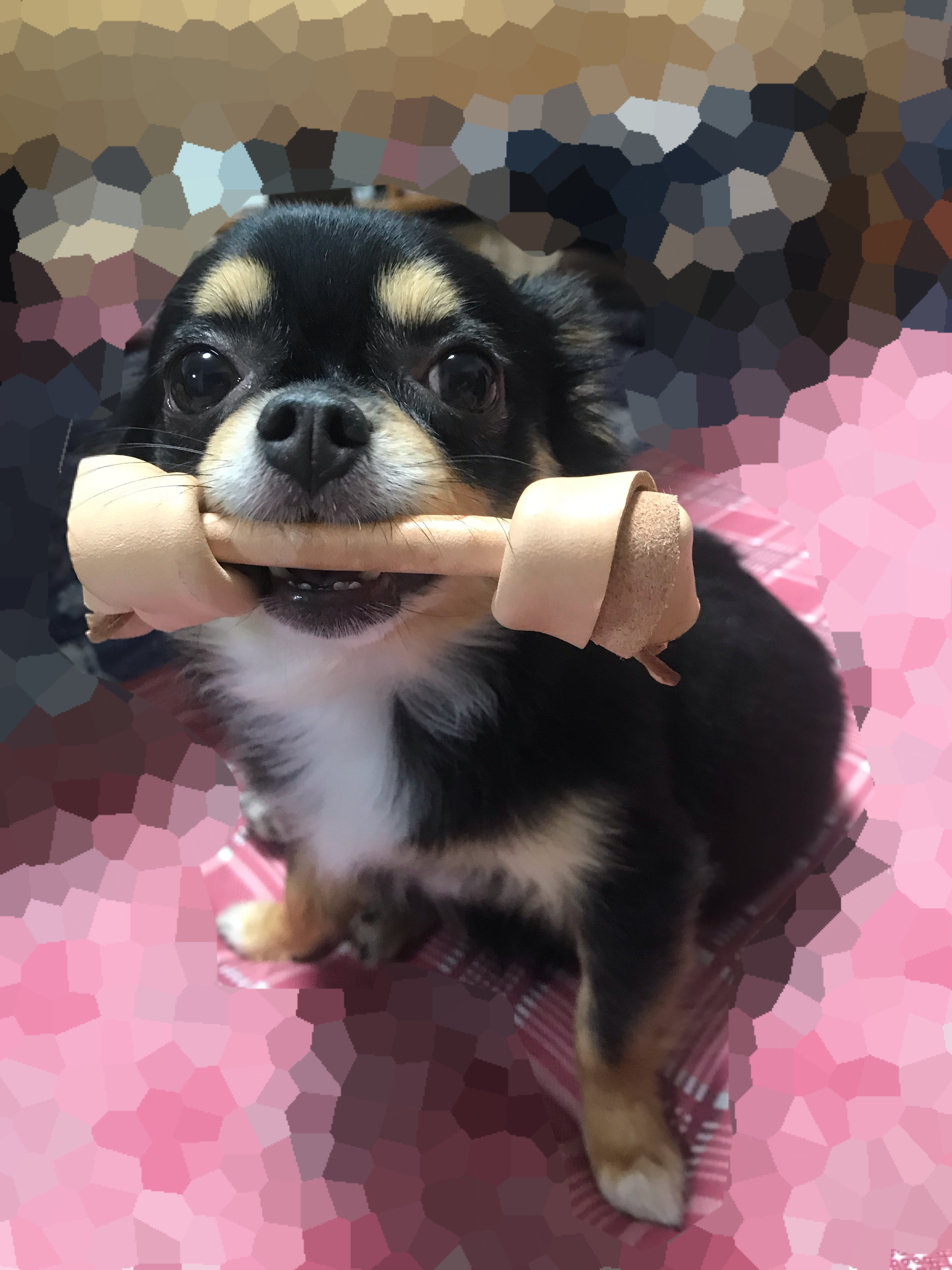 口コミ レビュー 国産セーフハイド 革製犬用おもちゃ 犬用おもちゃ ペット用品の通販サイト ペピイ Peppy