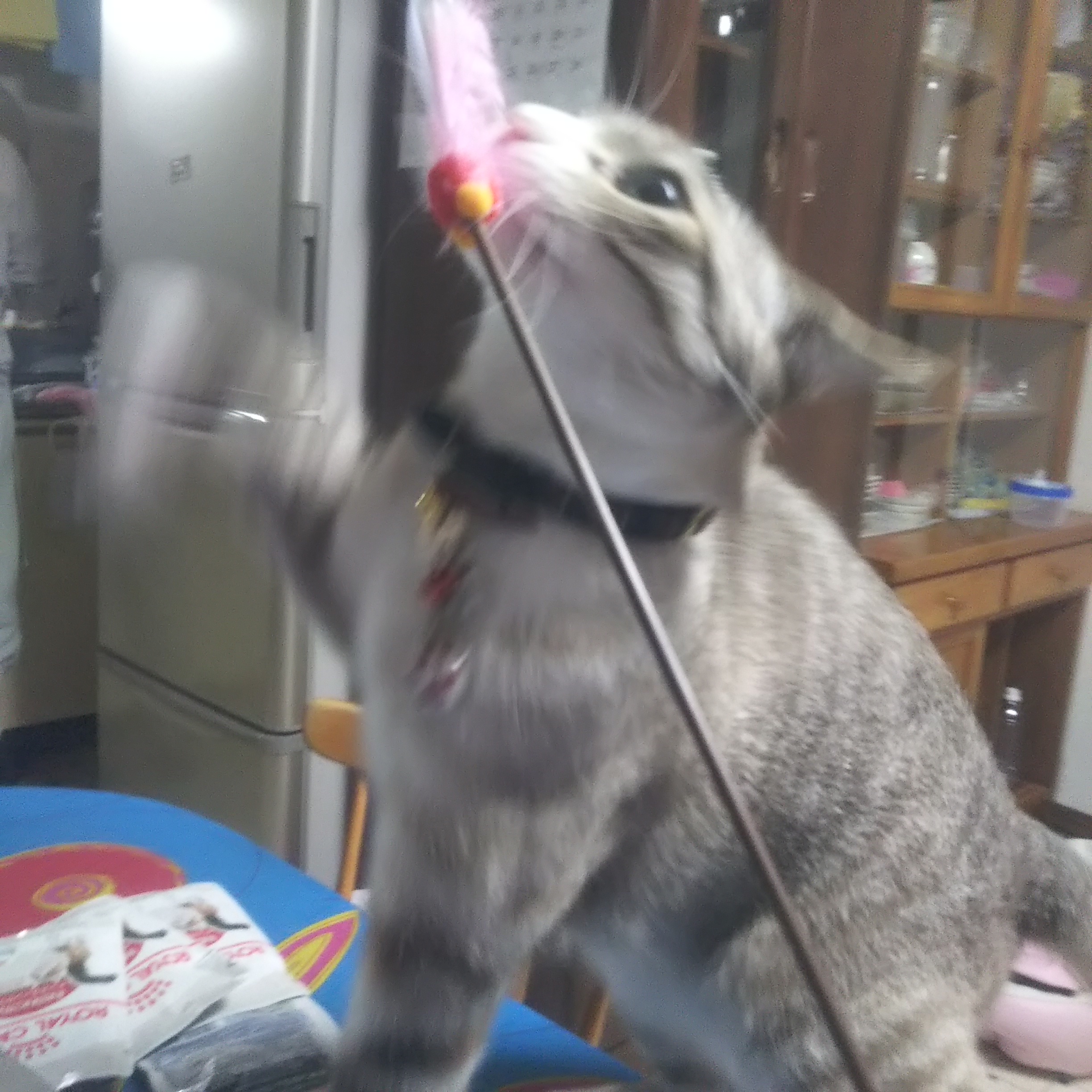 口コミ レビュー カシャカシャじゃれる 猫用おもちゃ ペット用品の通販サイト ペピイ Peppy