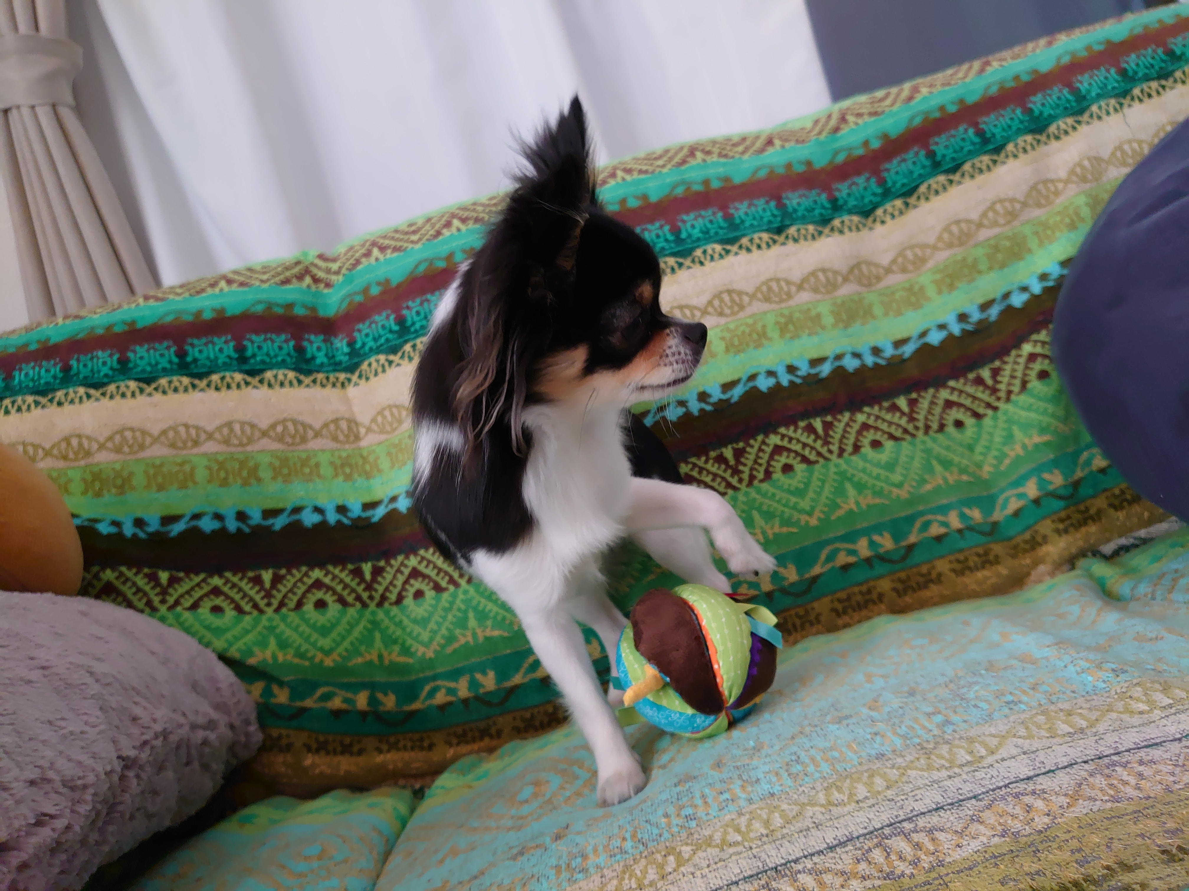 口コミ レビュー サーカスボール 犬用おもちゃ ペット用品の通販サイト ペピイ Peppy