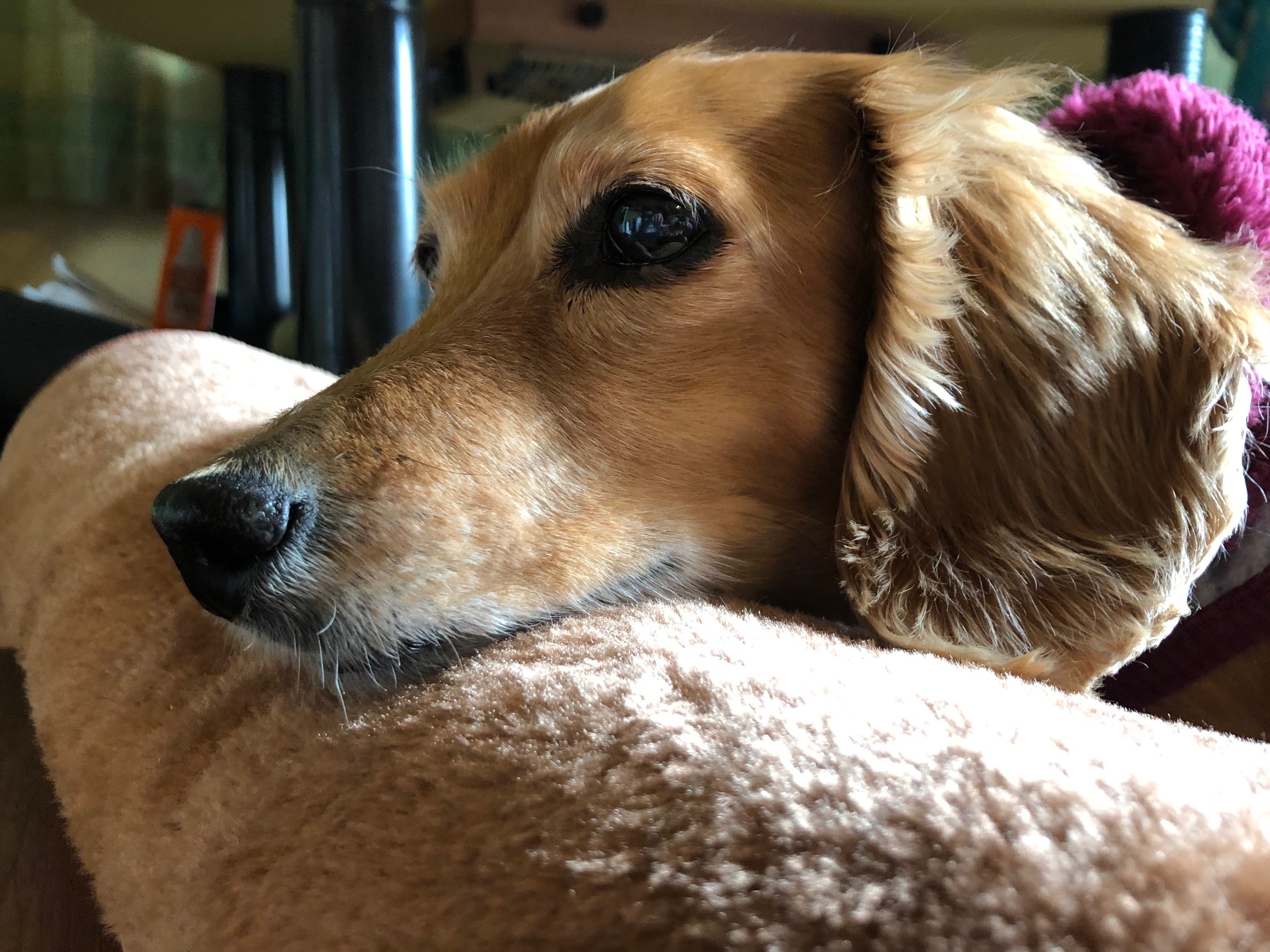 口コミ レビュー リバーシブルあごのせマット 犬用ベッド ペットベッド クッション ペット用品の通販サイト ペピイ Peppy