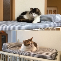 ケージ用天井ベッド 枕付き 猫用ケージ ペット用品の通販サイト ペピイ Peppy