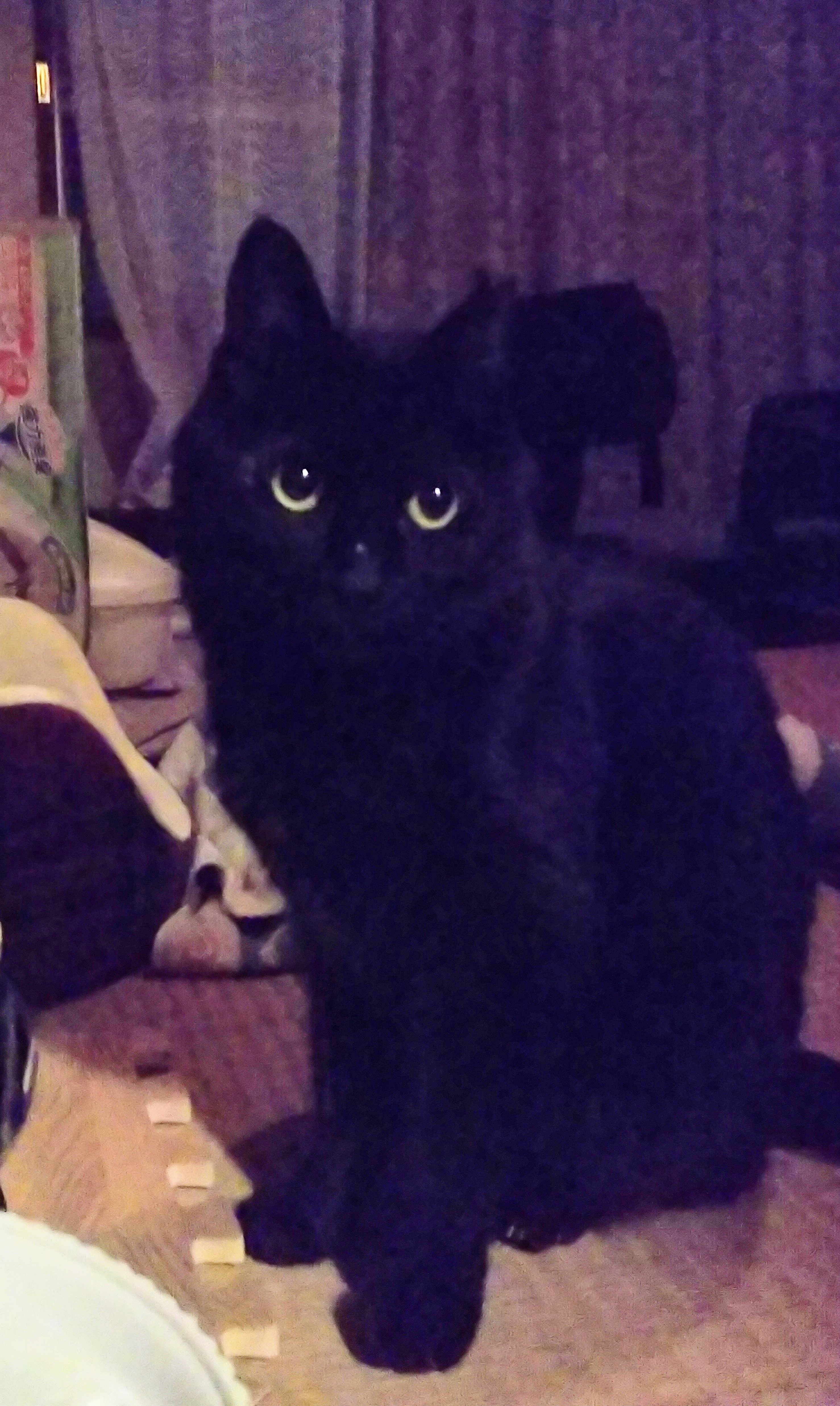 口コミ レビュー ナチュラルチョイスキャット 避妊去勢猫用 アダルト白身魚 ナチュラルフード 猫用ドライフード プレミアムフード ペット用品の通販サイト ペピイ Peppy