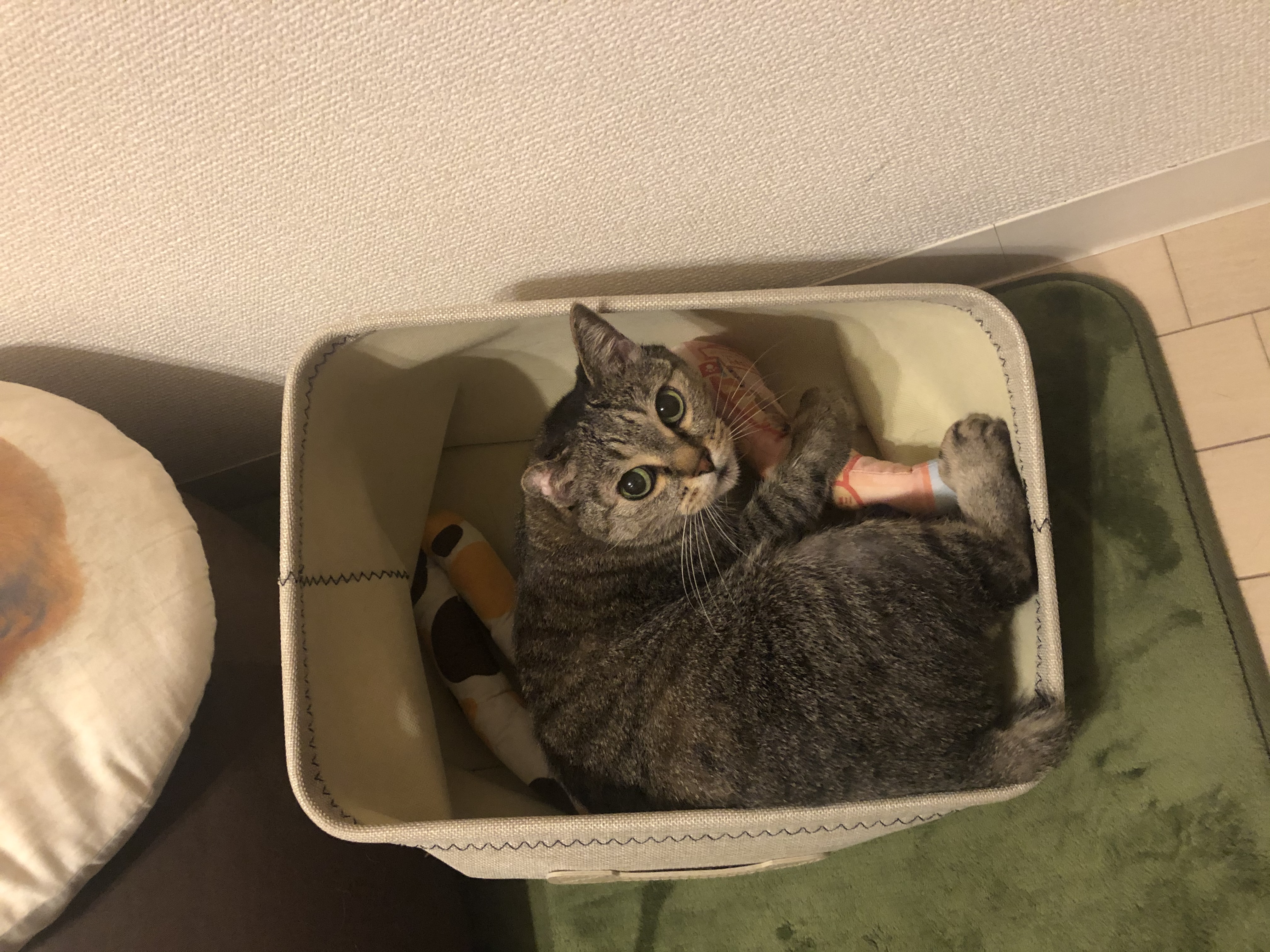 口コミ レビュー にゃごみ処 またたび入り猫キッカー 猫用おもちゃ ペット用品の通販サイト ペピイ Peppy 口コミ レビュー にゃごみ処 またたび入り猫キッカー 猫用おもちゃ ペット用品の通販サイト ペピイ Peppy