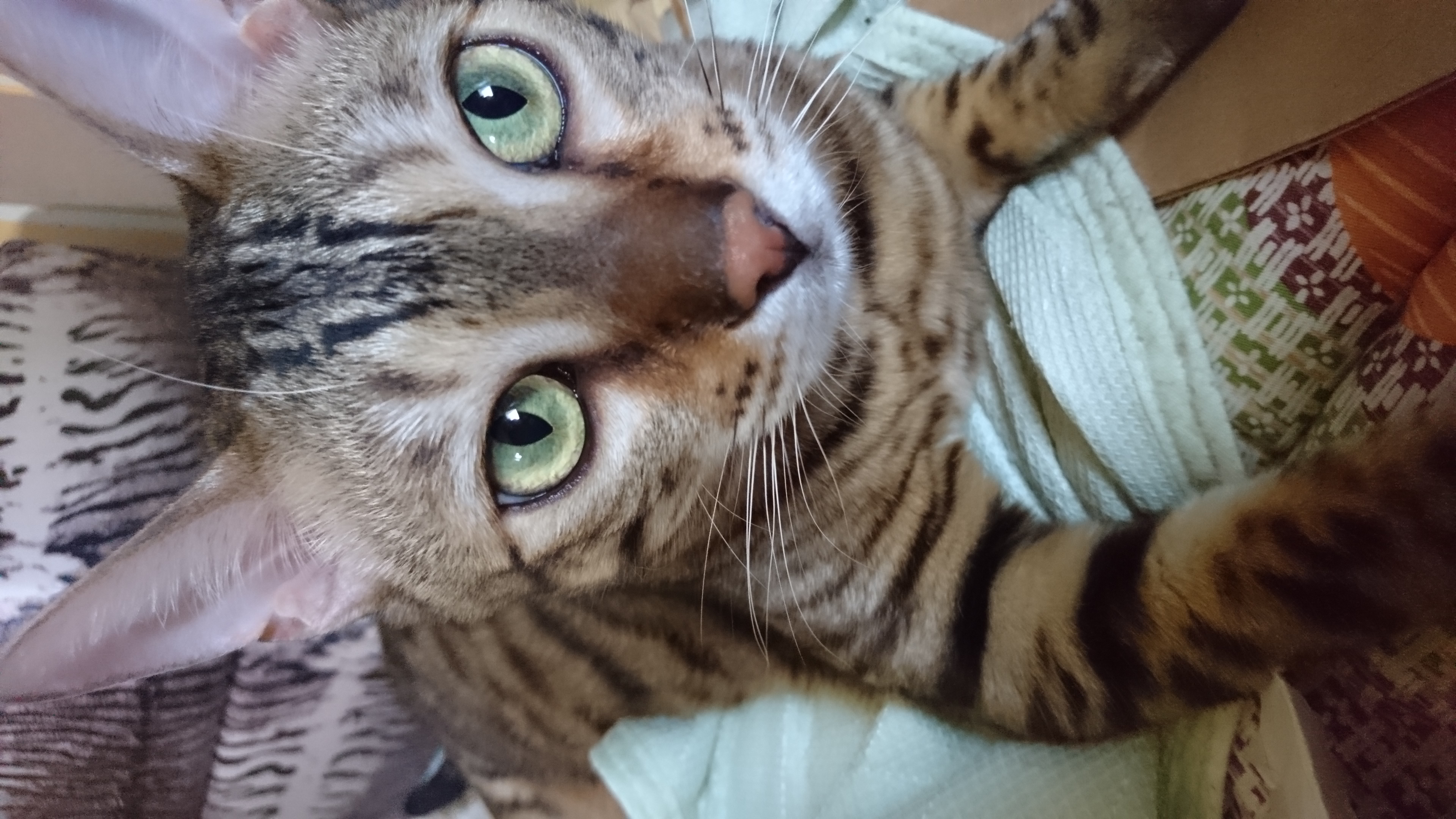 口コミ レビュー 猫用グリニーズ 正規品 猫用おやつ 猫用おやつ ペット用品の通販サイト ペピイ Peppy