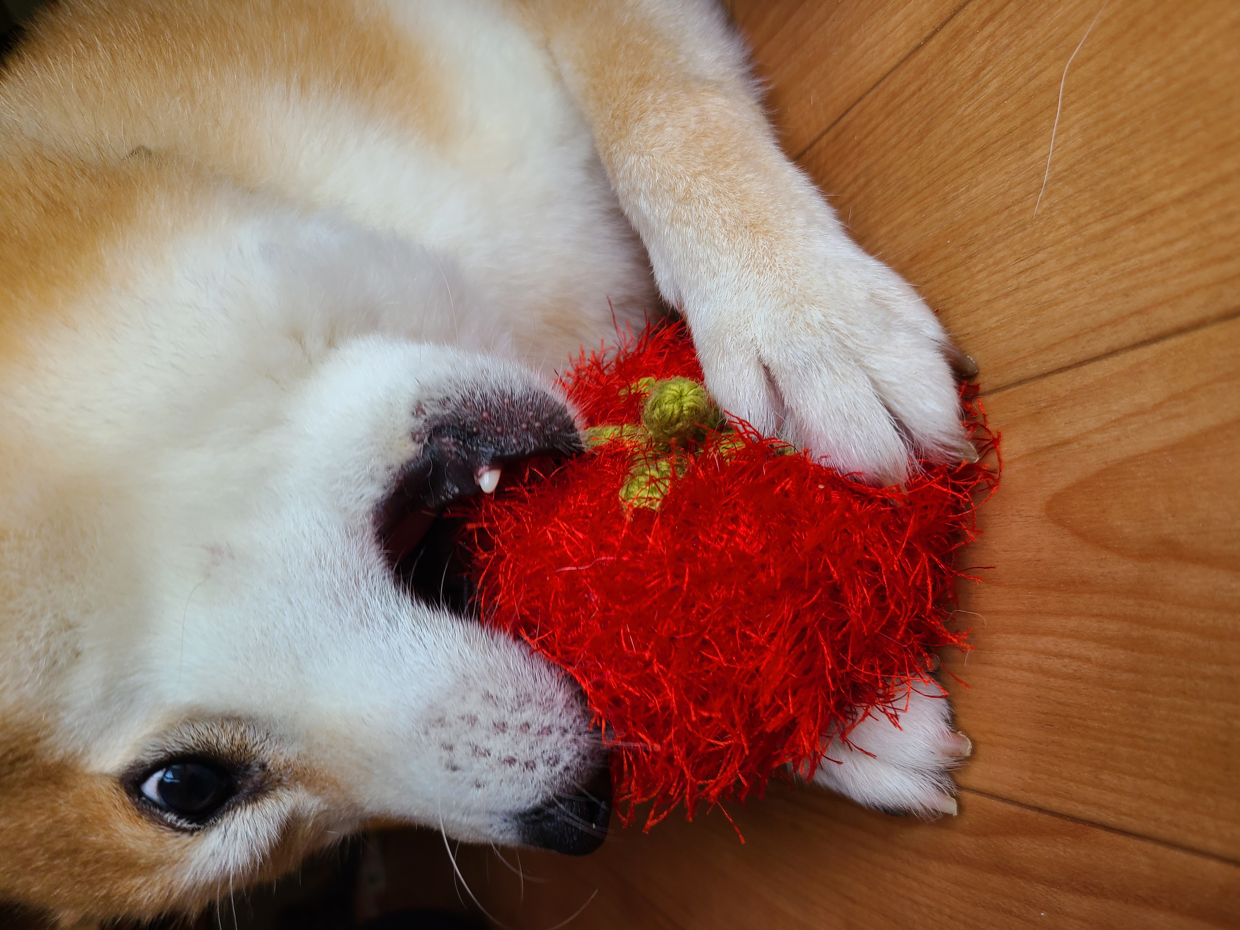 口コミ レビュー オーマロー 犬用おもちゃ ペット用品の通販サイト ペピイ Peppy