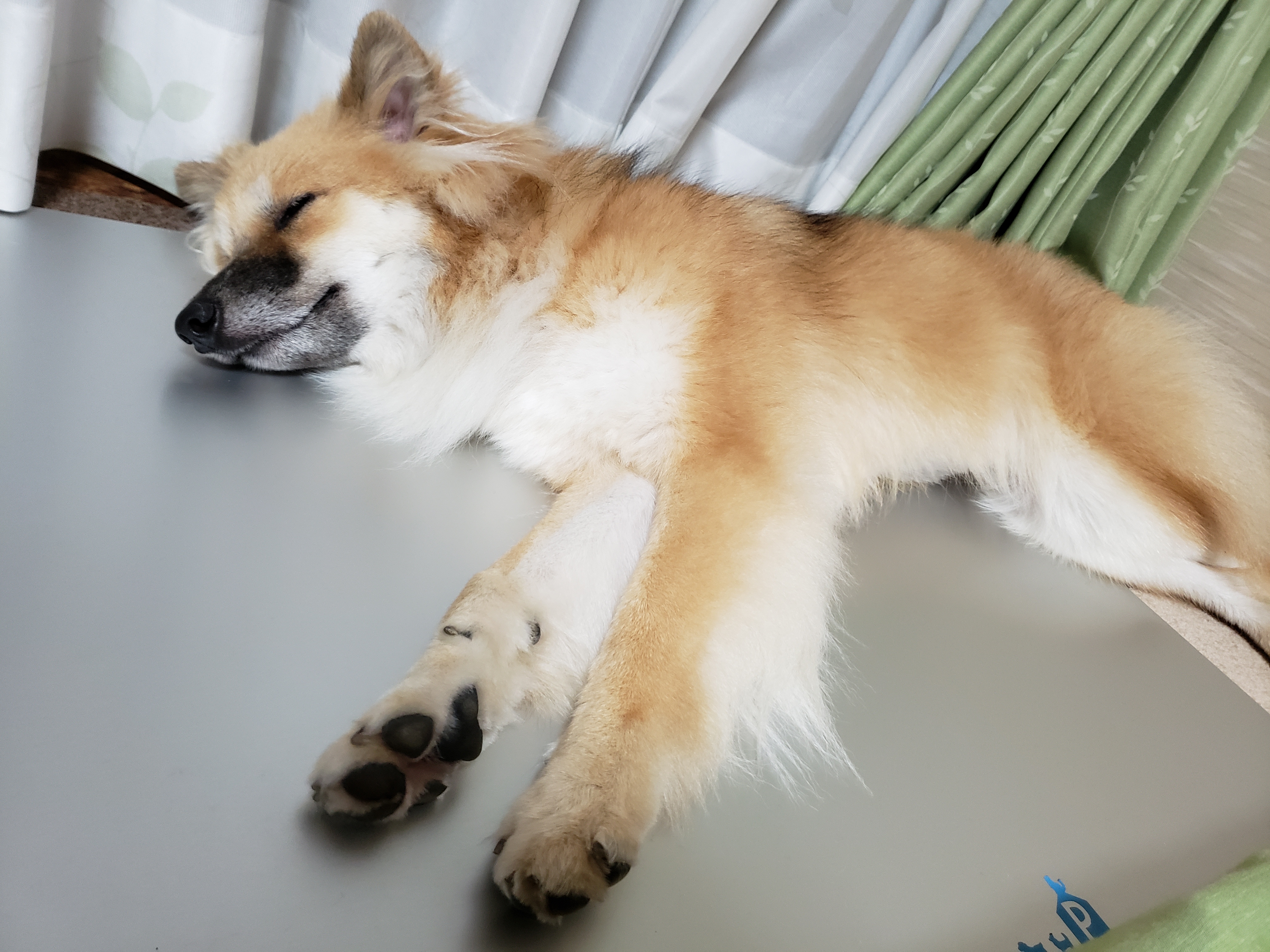 口コミ レビュー 純アルミ製ひんやりプレート 夏用マット クールマット ペット用品の通販サイト ペピイ Peppy