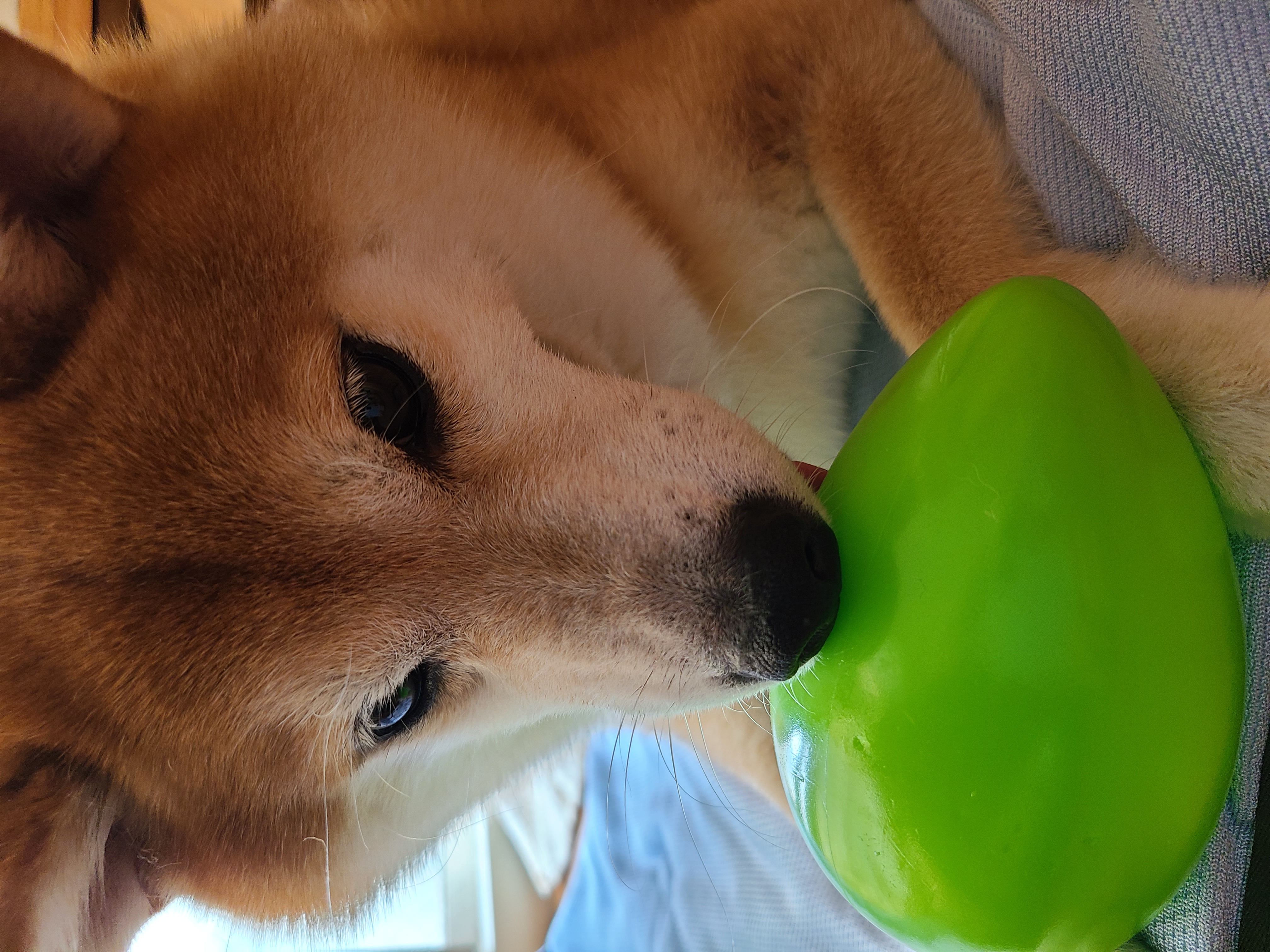 口コミ レビュー メガエッグ 犬用おもちゃ ペット用品の通販サイト ペピイ Peppy