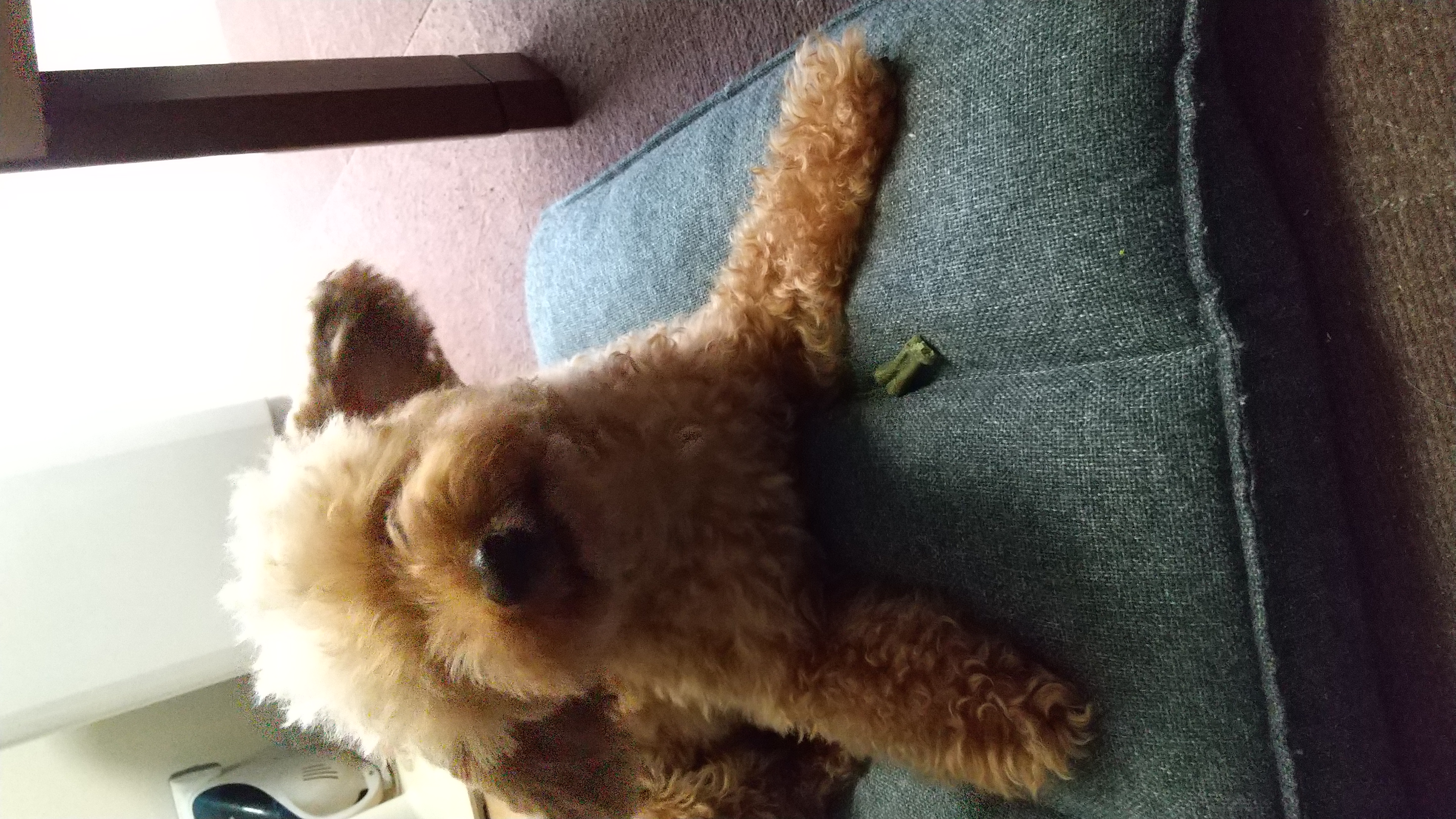 口コミ レビュー グリニーズプラス 正規品 デンタルケア 犬用おやつ ペット用品の通販サイト ペピイ Peppy