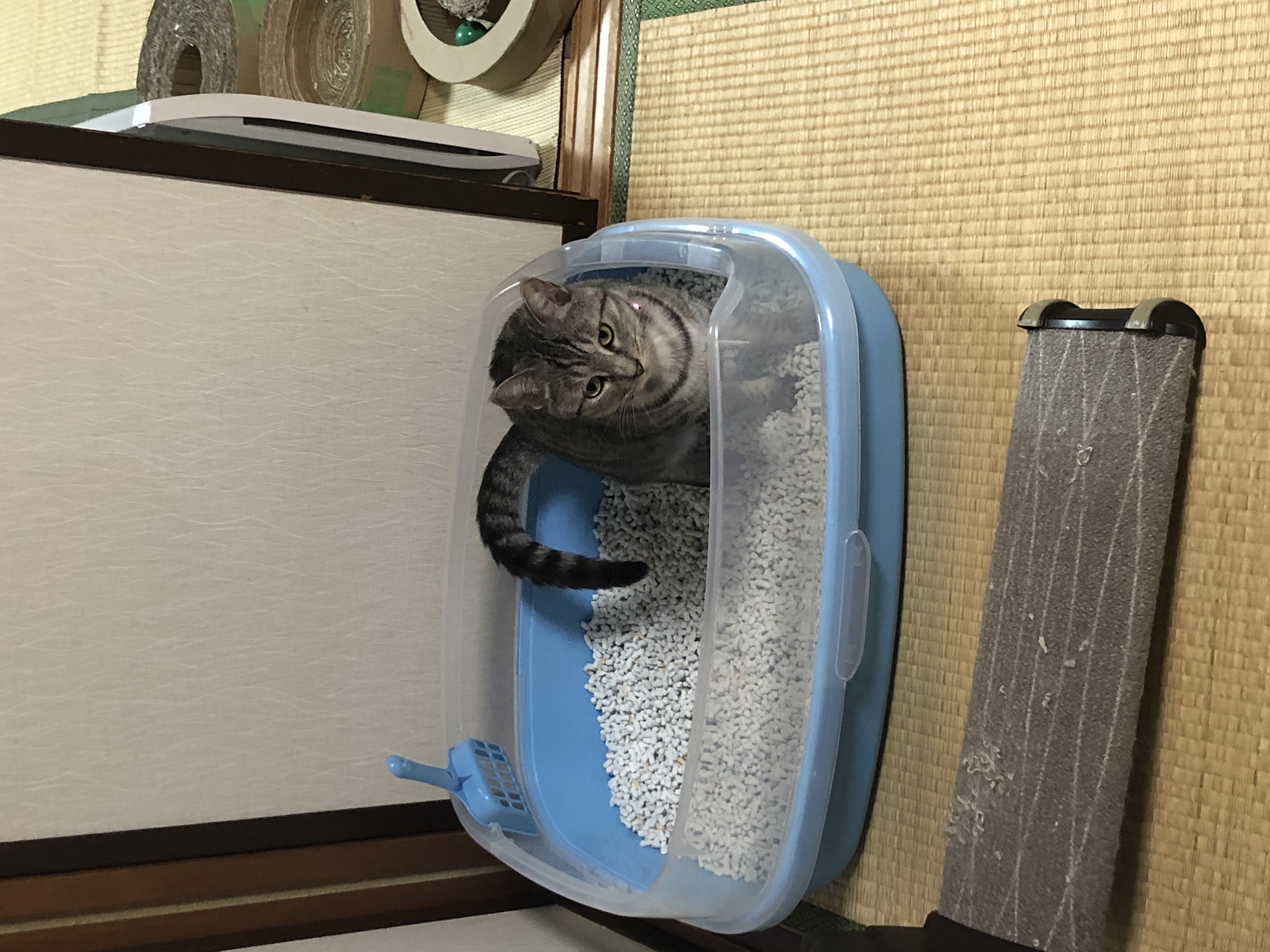 口コミ レビュー マーカーハーフカバートイレ 猫用 トイレ 猫用トイレ ペット用品の通販サイト ペピイ Peppy