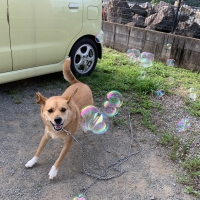 バブル ドッグガン 犬用おもちゃ ペット用品の通販サイト ペピイ Peppy