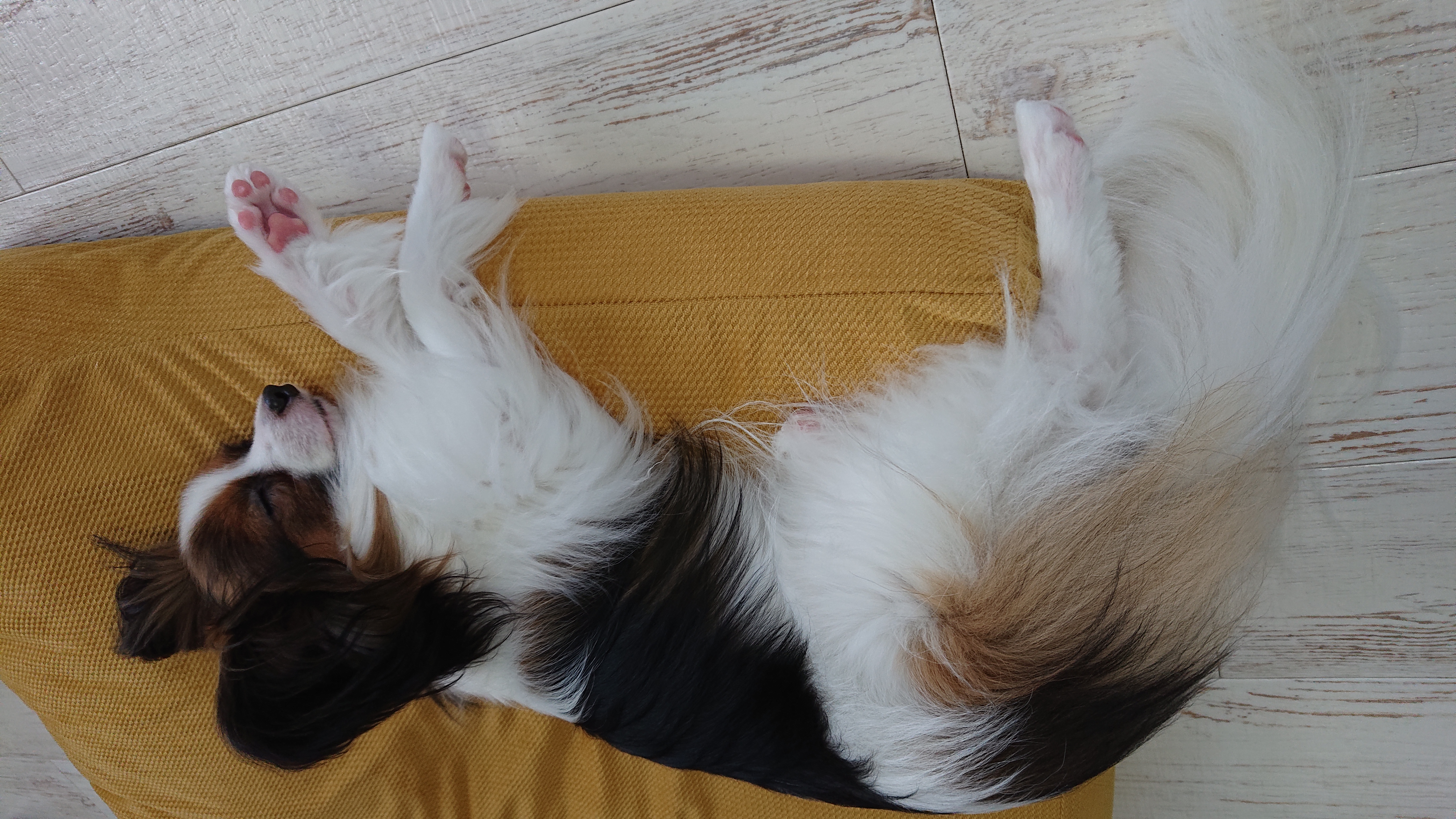 口コミ レビュー もっちりカウチ 犬用ベッド ペットベッド クッション ペット用品の通販サイト ペピイ Peppy