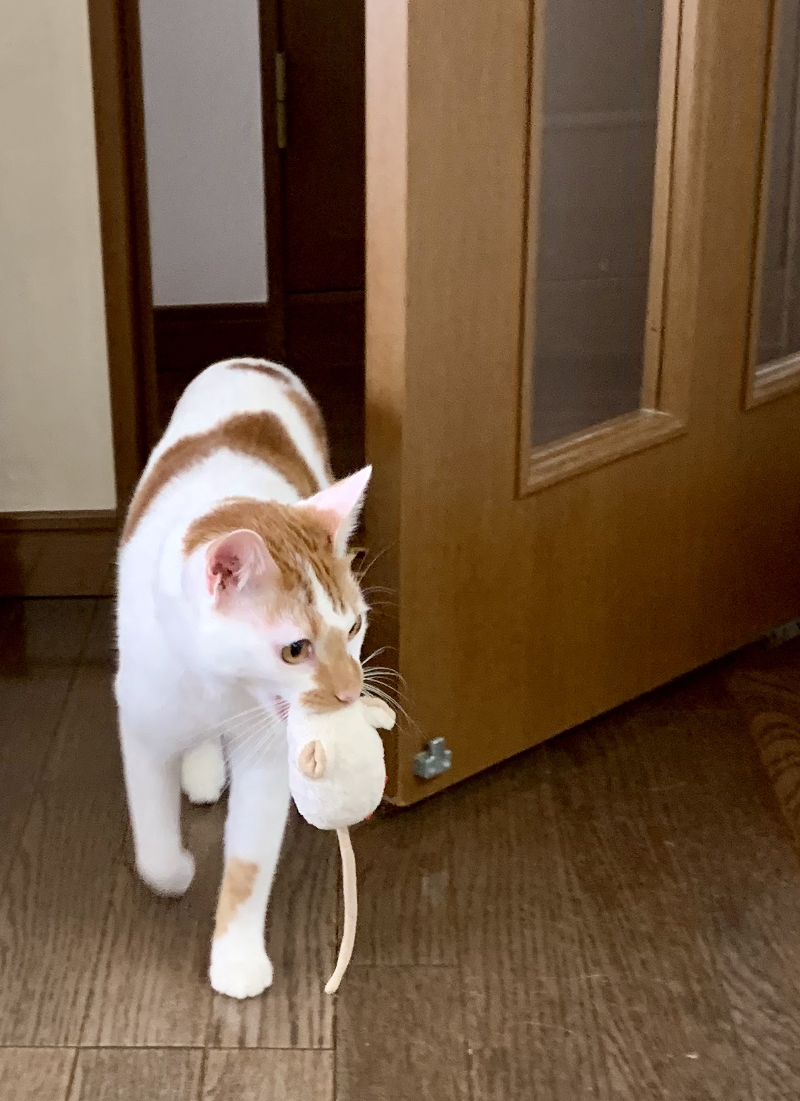 口コミ レビュー オーガニックコットン キャット 猫用おもちゃ ペット用品の通販サイト ペピイ Peppy