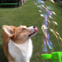 バブル ドッグガン 犬用おもちゃ ペット用品の通販サイト ペピイ Peppy