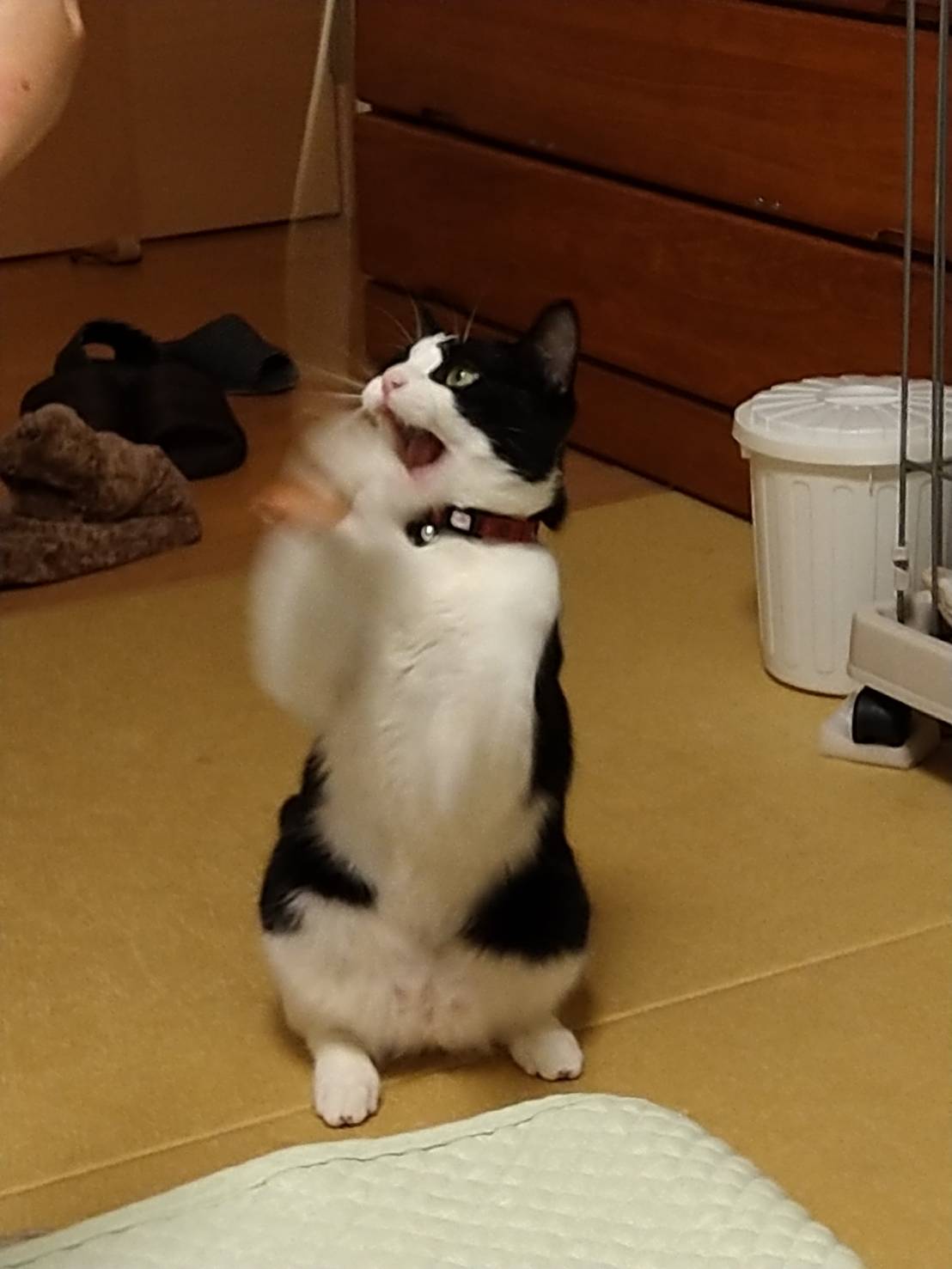 口コミ レビュー 革いー 猫じゃらし 猫用おもちゃ ペット用品の通販サイト ペピイ Peppy