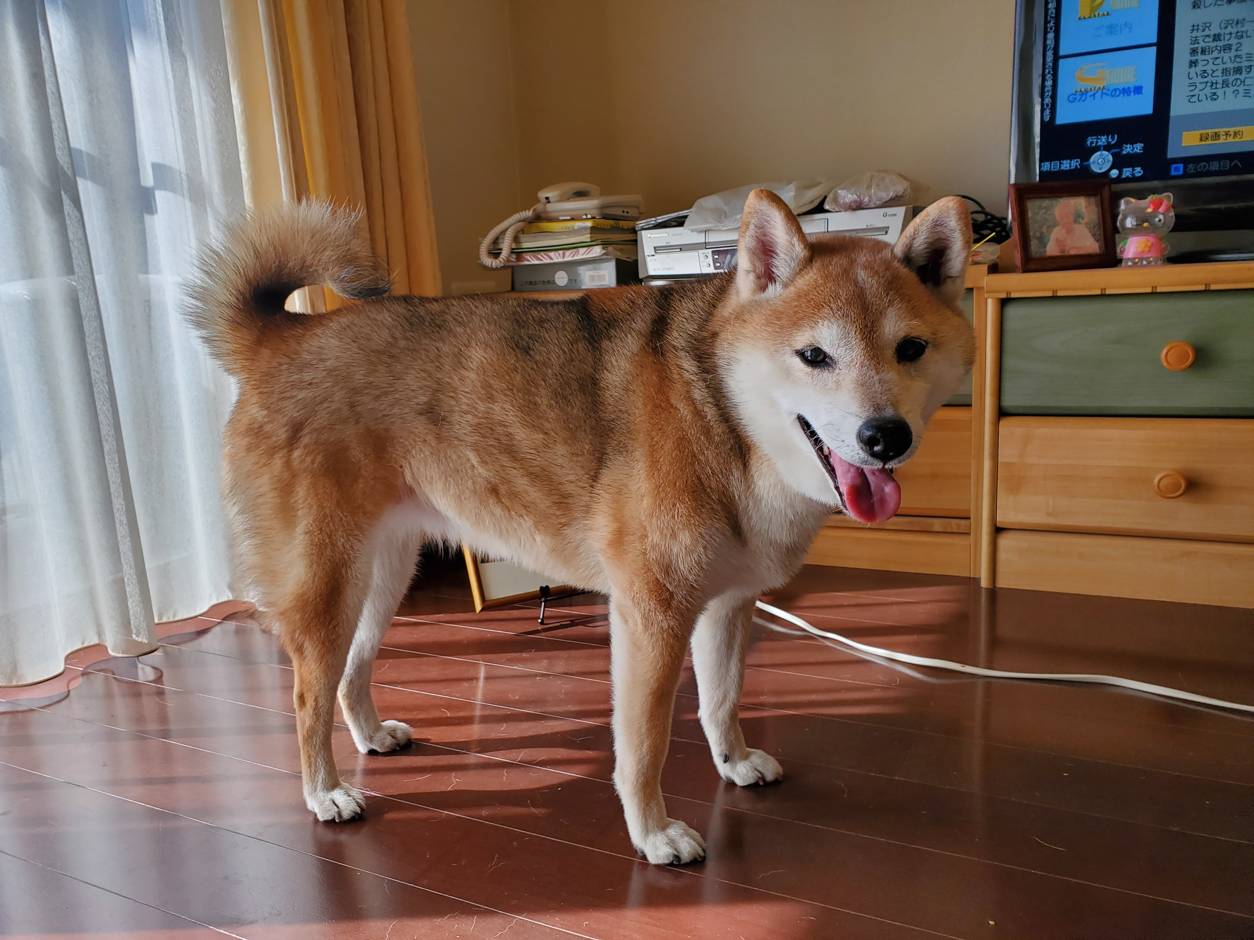 口コミ レビュー エコバッグ 柴犬 雑貨 ペット用品の通販サイト ペピイ Peppy