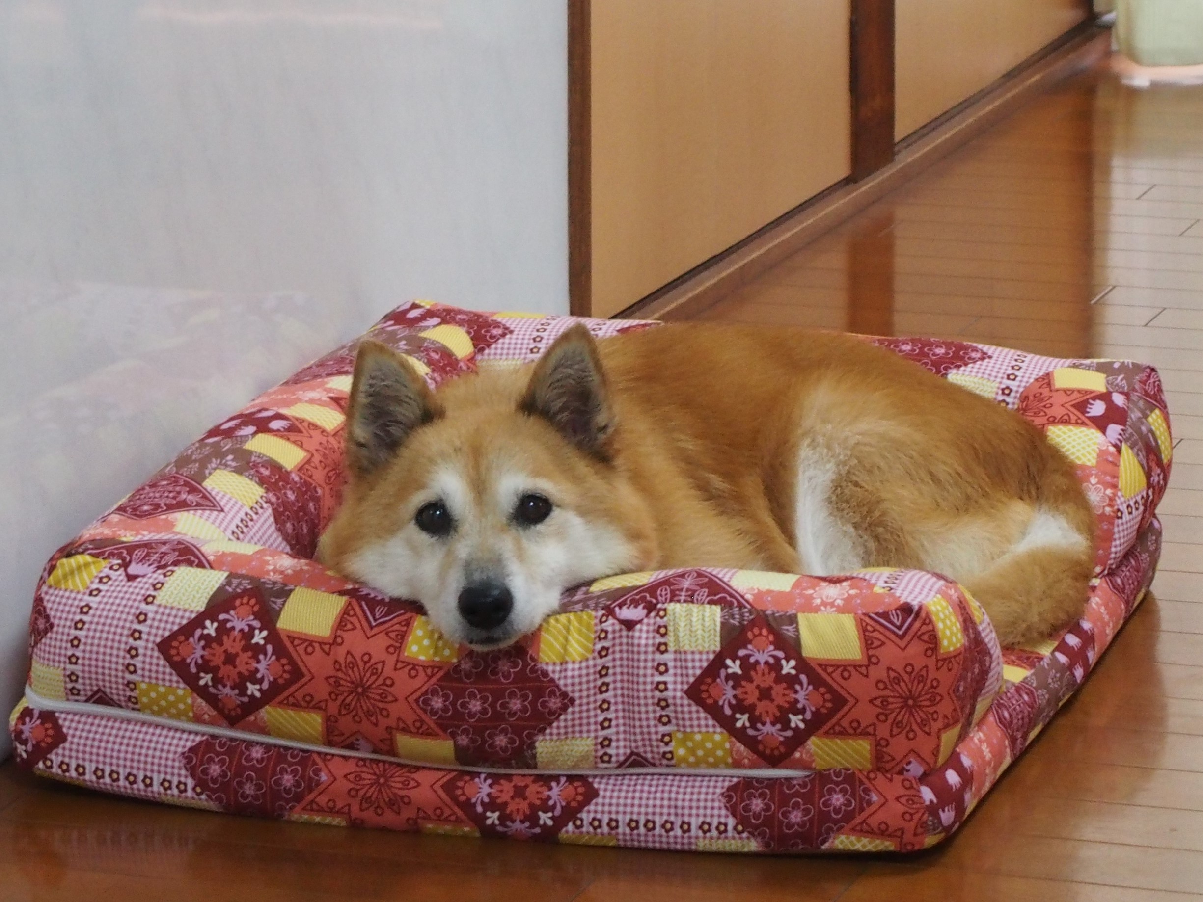 口コミ レビュー あごのせソファベッド 犬用ベッド ペットベッド クッション ペット用品の通販サイト ペピイ Peppy