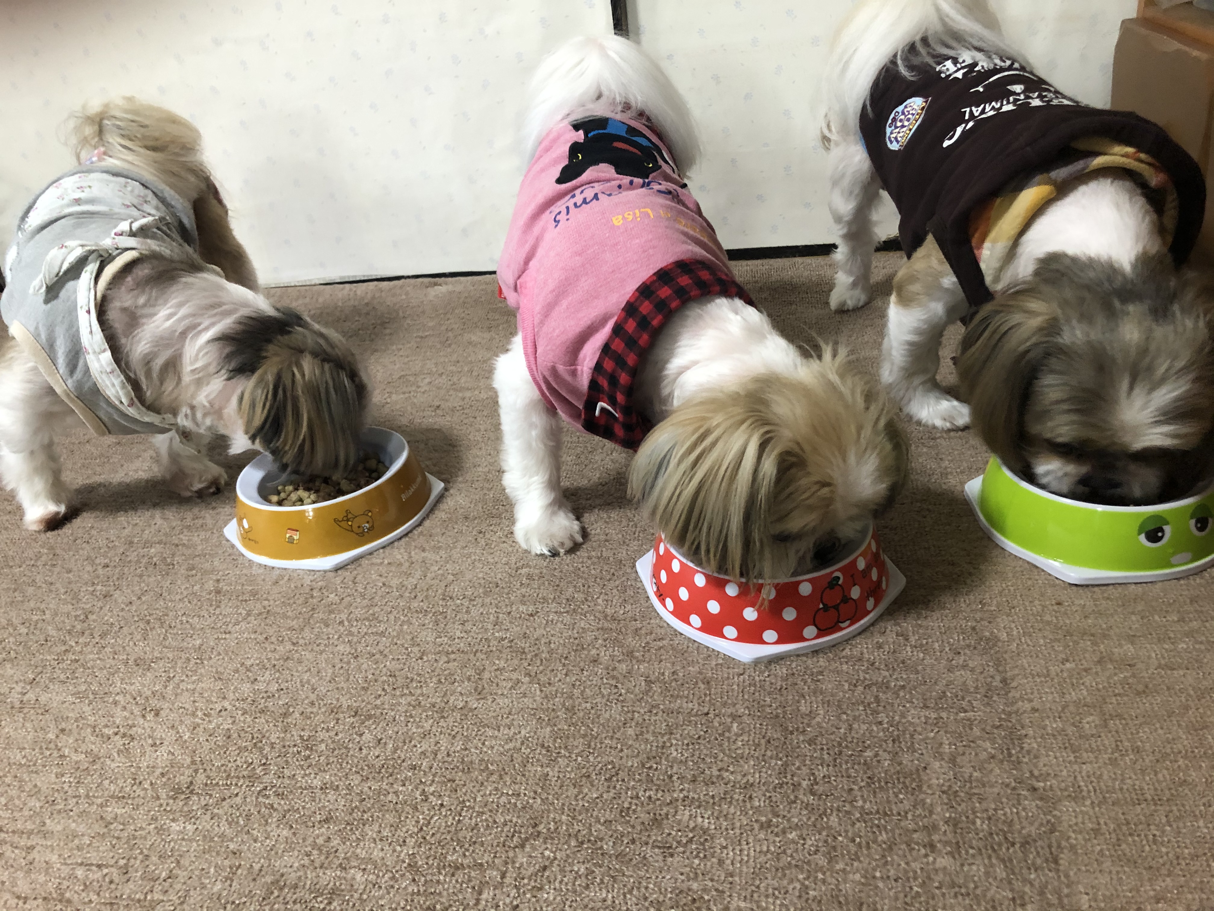 口コミ レビュー ナチュラルチョイス 超小型犬 小型犬用 成犬用 鹿肉 玄米 ナチュラルフード 犬用ドライフード プレミアムフード ペット用品の通販サイト ペピイ Peppy