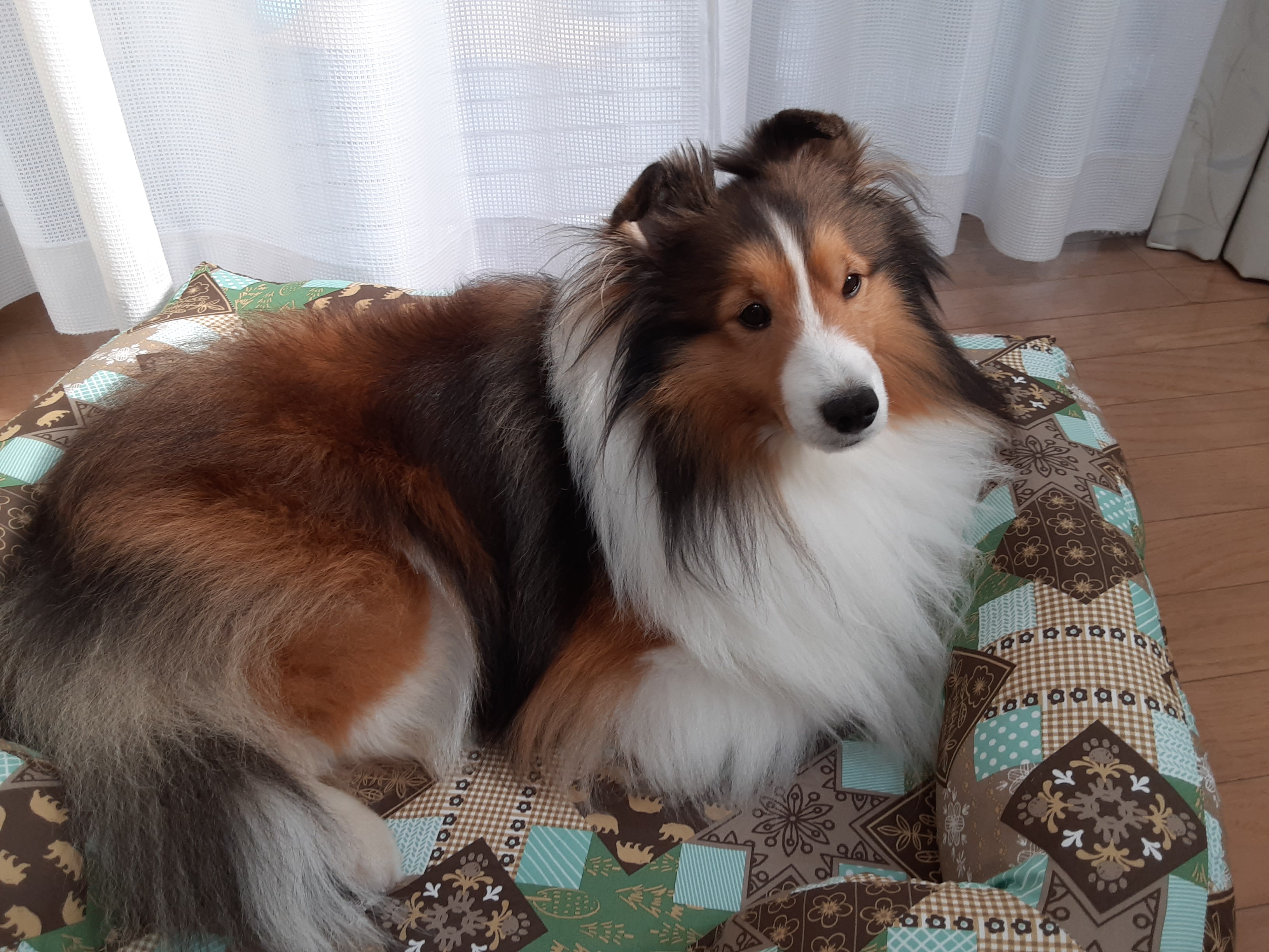 口コミ レビュー あごのせソファベッド 犬用ベッド ペットベッド クッション ペット用品の通販サイト ペピイ Peppy