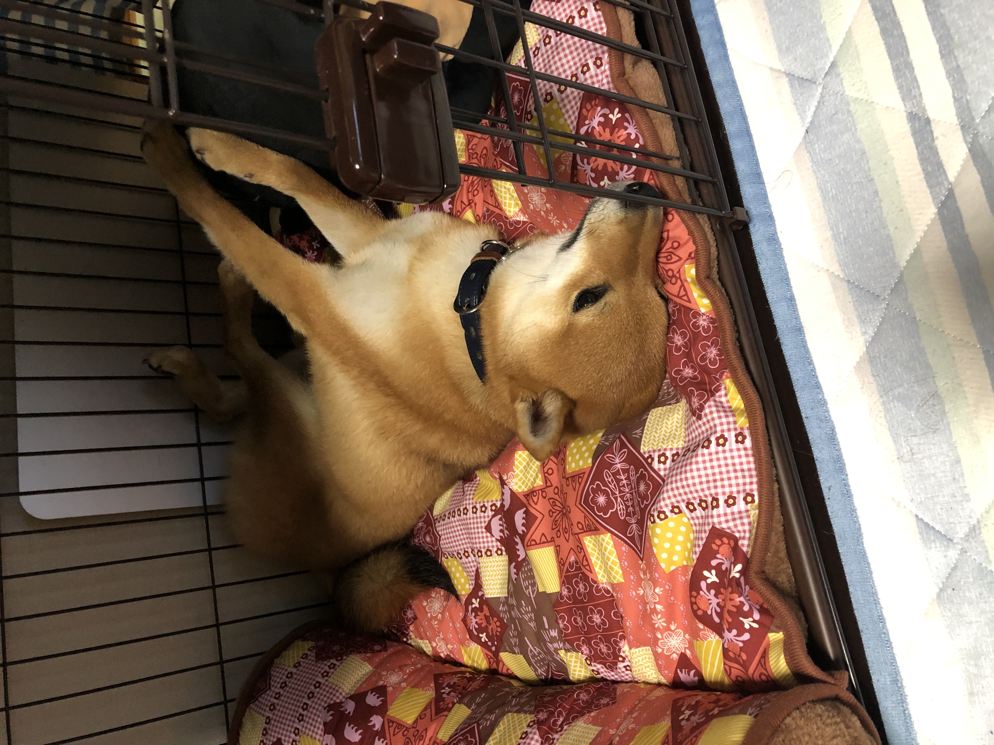 口コミ レビュー リバーシブルあごのせマット 犬用ベッド ペットベッド クッション ペット用品の通販サイト ペピイ Peppy