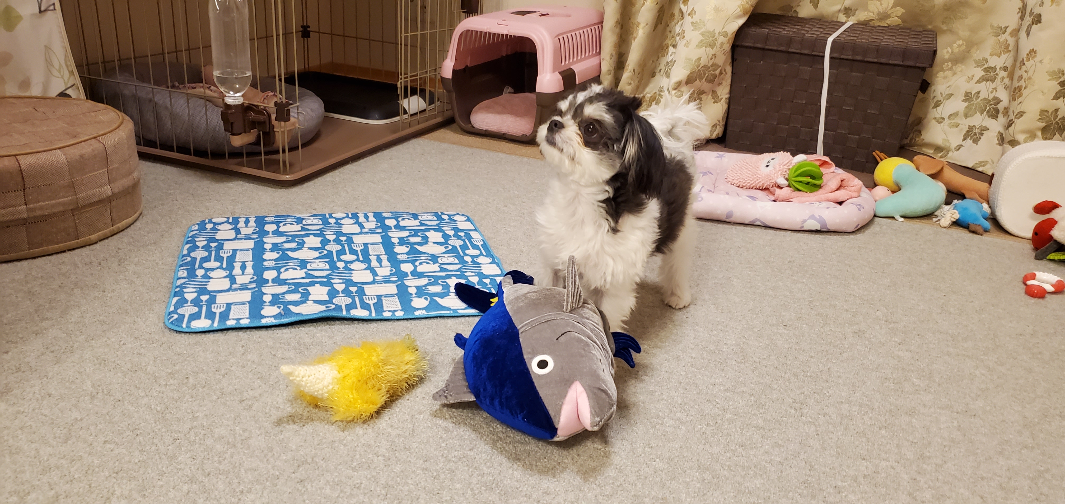 口コミ レビュー 新鮮マグロ 犬用おもちゃ ペット用品の通販サイト ペピイ Peppy