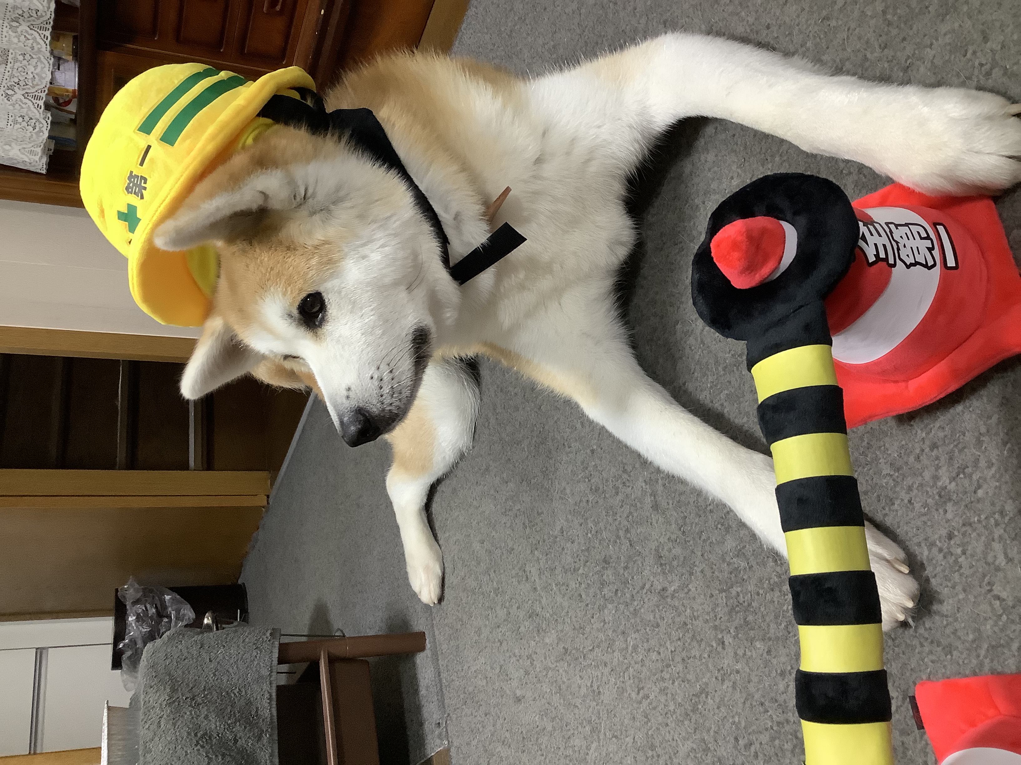 口コミ レビュー 安全第一ヘルメット 犬用おもちゃ ペット用品の通販サイト ペピイ Peppy