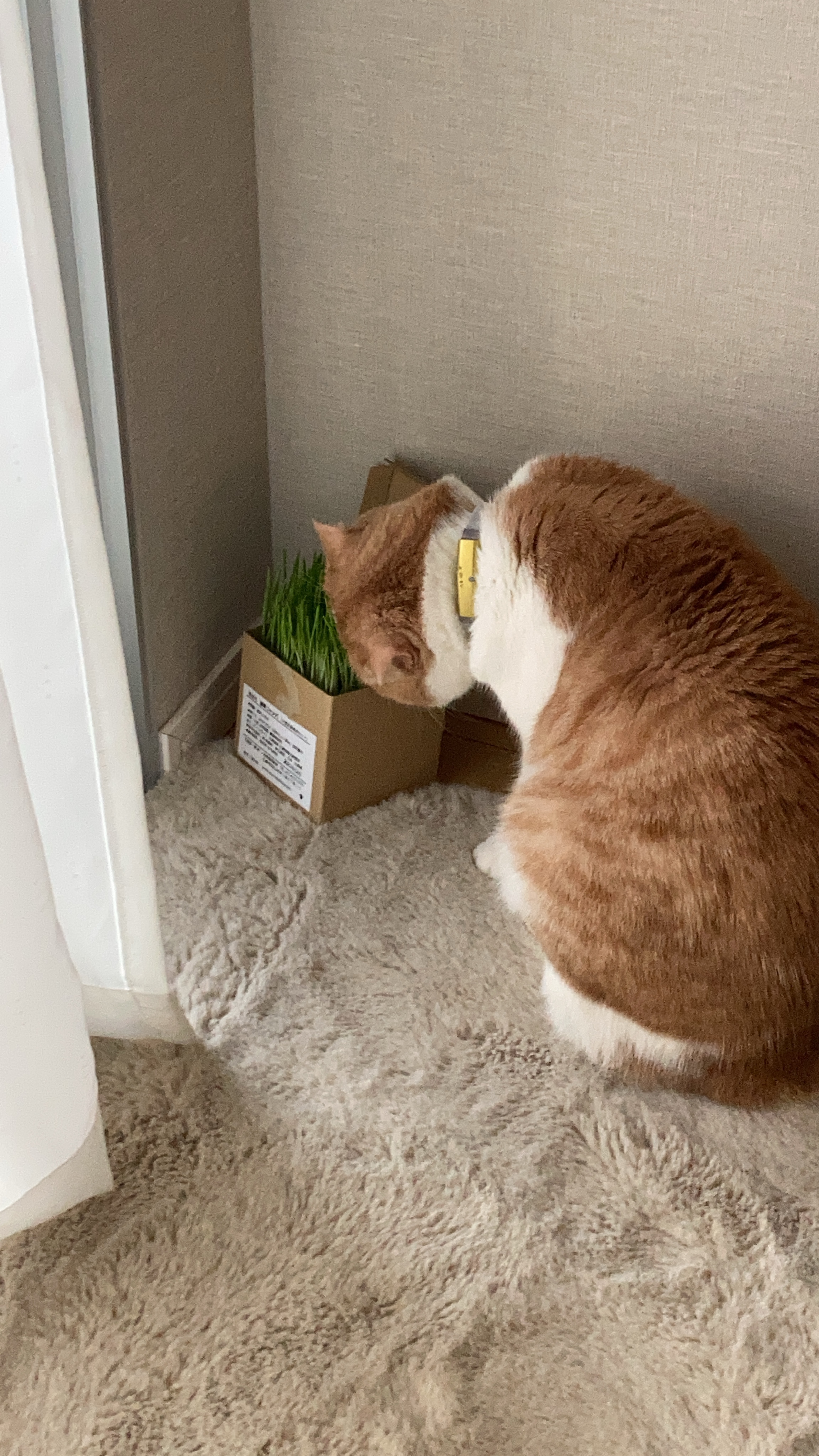 口コミ レビュー ニャッパ 猫草 ペット用品の通販サイト ペピイ Peppy