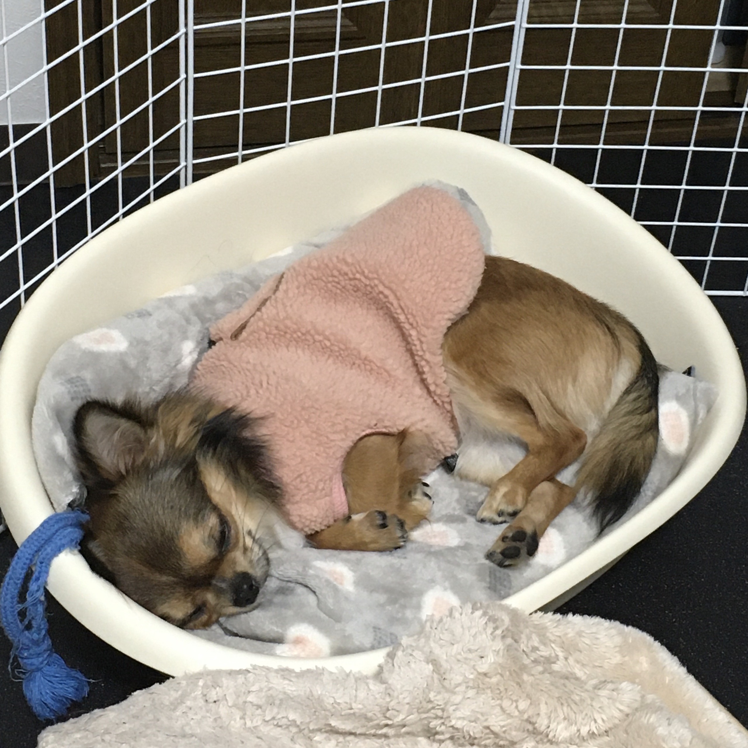 口コミ レビュー ベッド用ケース２ 犬用ベッド ペットベッド クッション ペット用品の通販サイト ペピイ Peppy