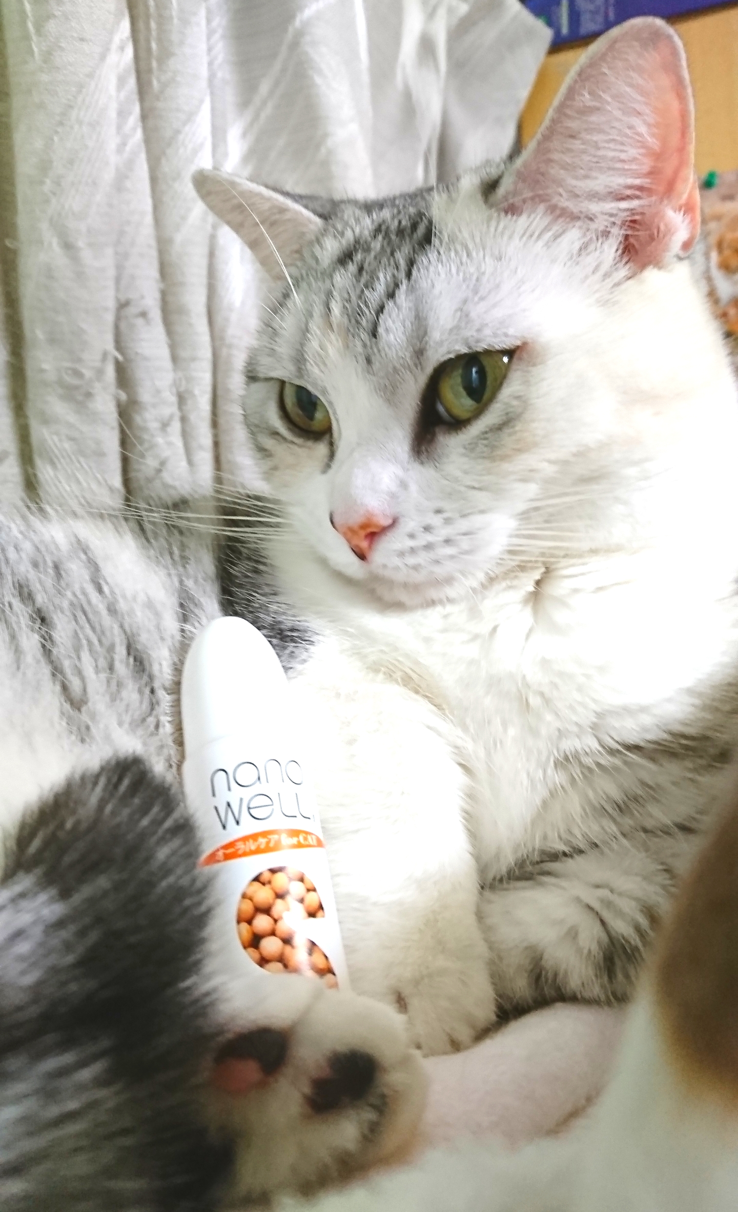 口コミ レビュー ナノウェルオーラルケア 猫用オーラルケア用品 歯みがき ペット用品の通販サイト ペピイ Peppy