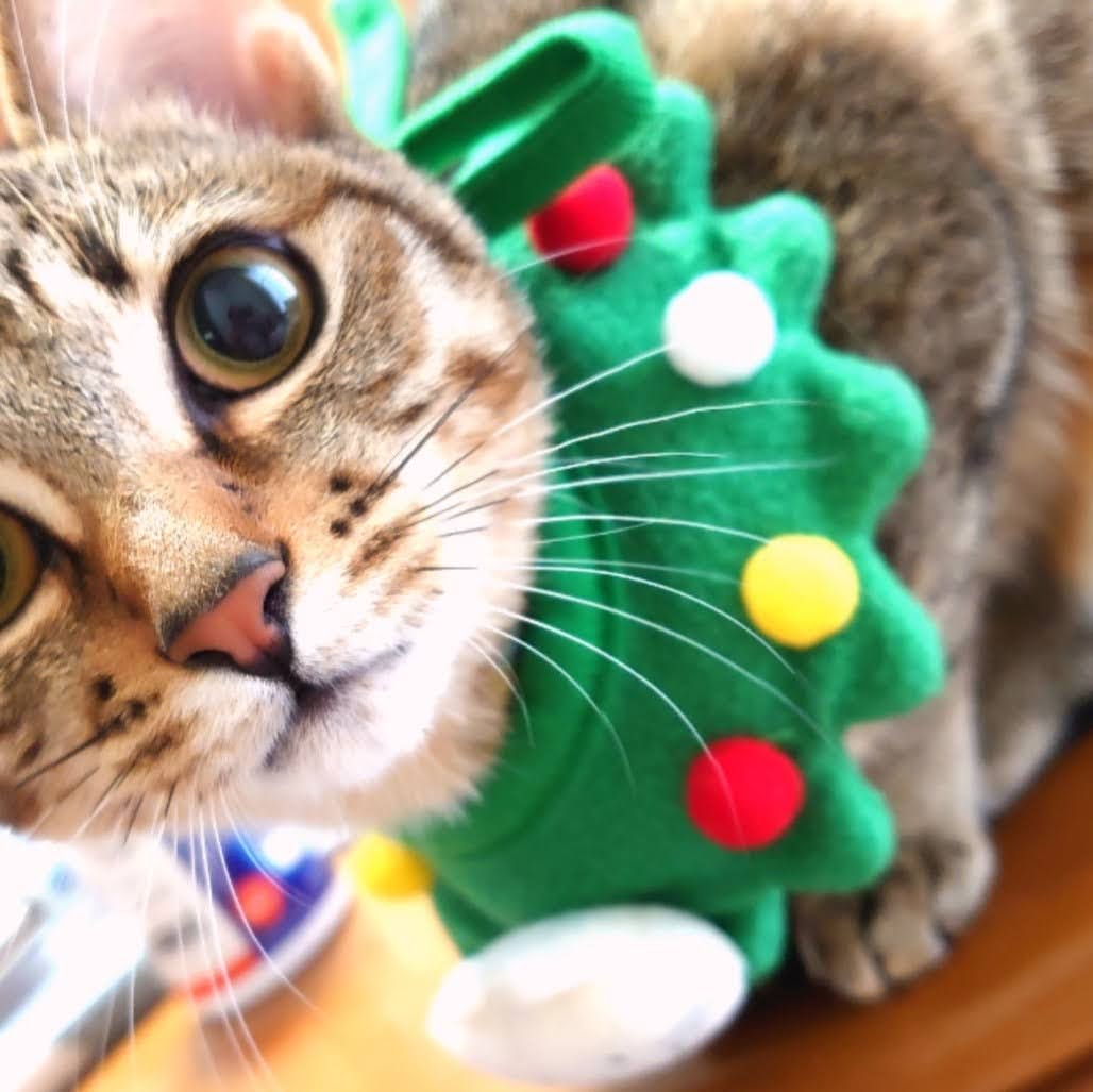 口コミ レビュー ししゃもねこ クリスマススタイ 猫用ウェア ペット用品の通販サイト ペピイ Peppy