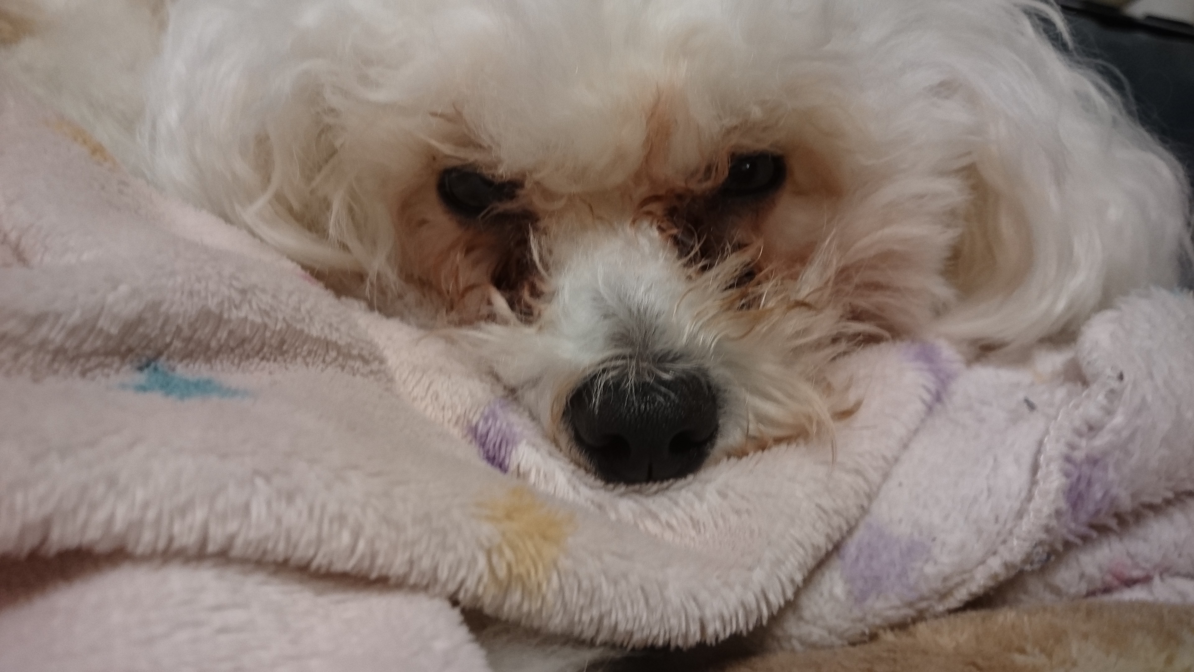 口コミ レビュー ナチュラルチョイス 全犬種 成犬用 フィッシュポテト ナチュラルフード 犬用ドライフード プレミアムフード ペット用品の通販サイト ペピイ Peppy
