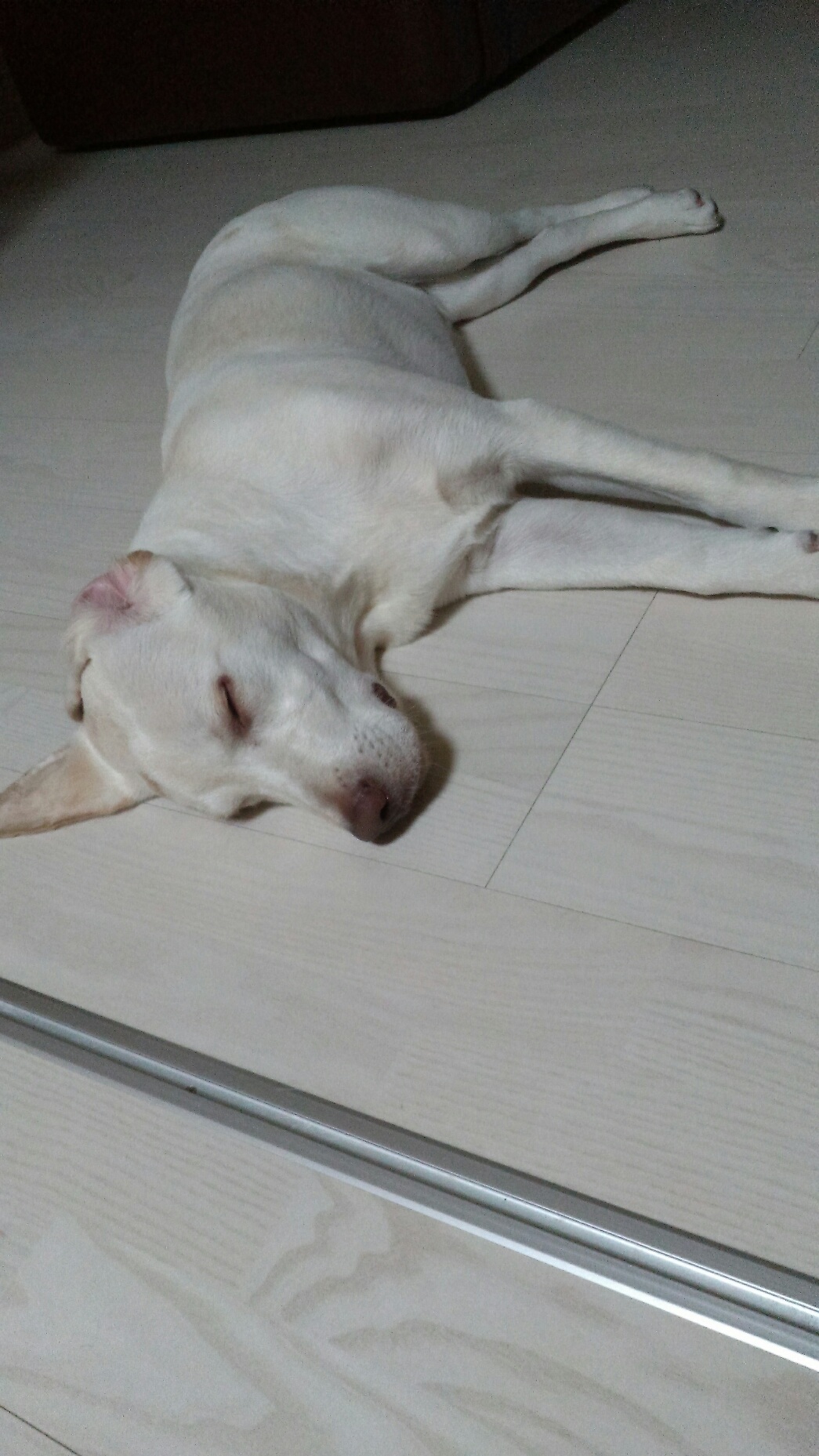 口コミ レビュー わんのはなミツロウクリーム 肉球クリーム 肉球ケア ペット用品の通販サイト ペピイ Peppy